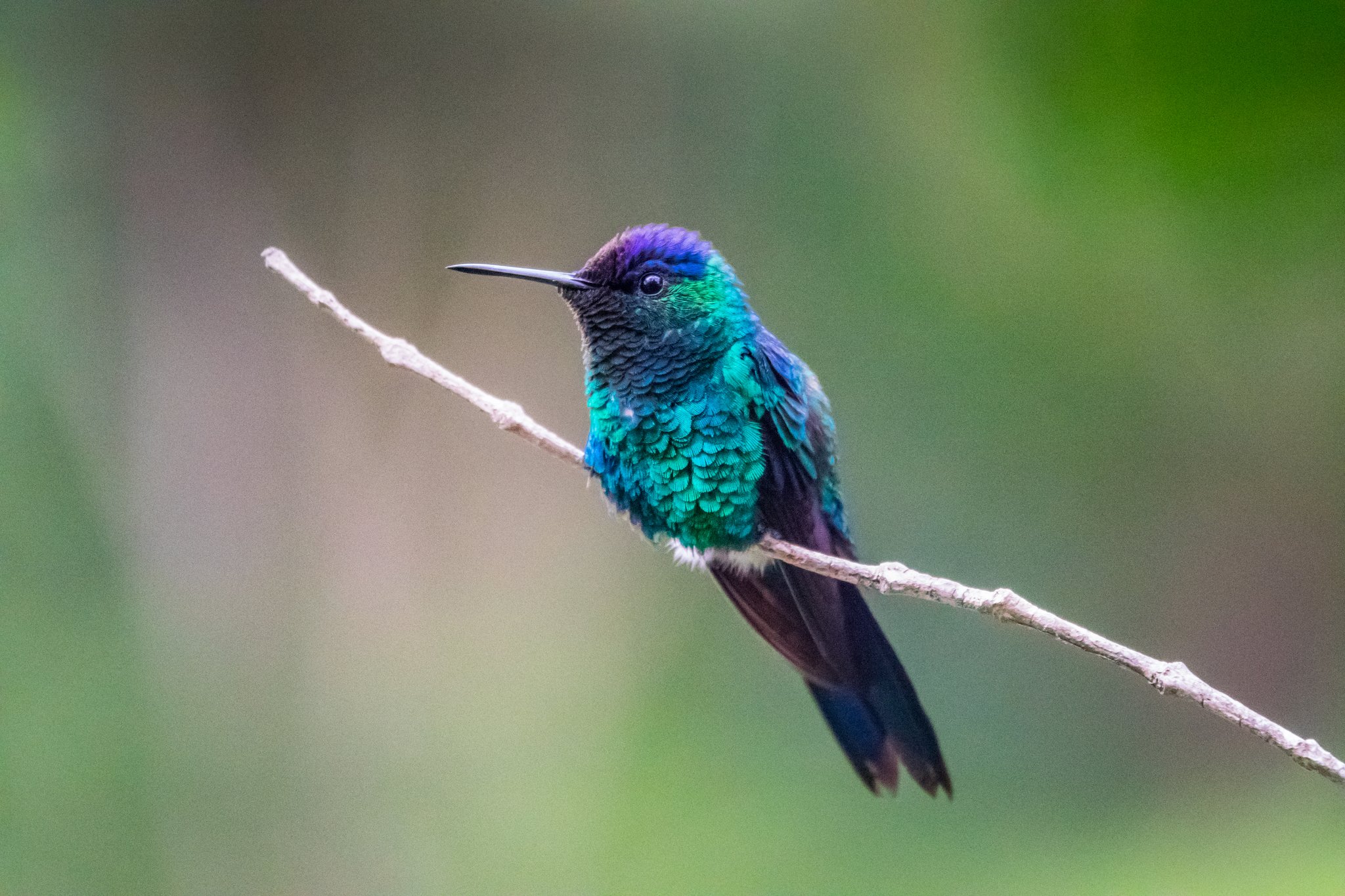 A vivid iridescent hummingbird with teal, blue and violet plumage perched on a thin bare twig, spotted on a Chapada Diamantina trip