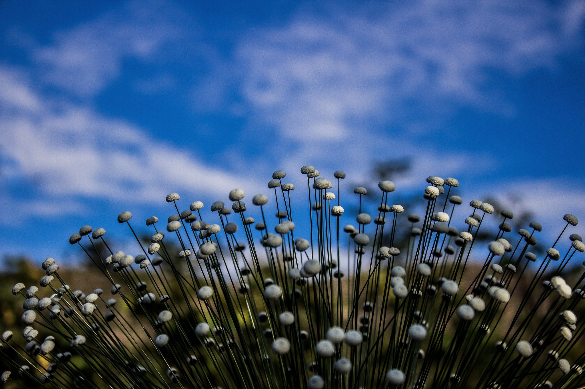 Close-up de hastes finas de flores silvestres com botões brancos e arredondados abrindo-se em leque sob o céu azul do Chapada dos Veadeiros