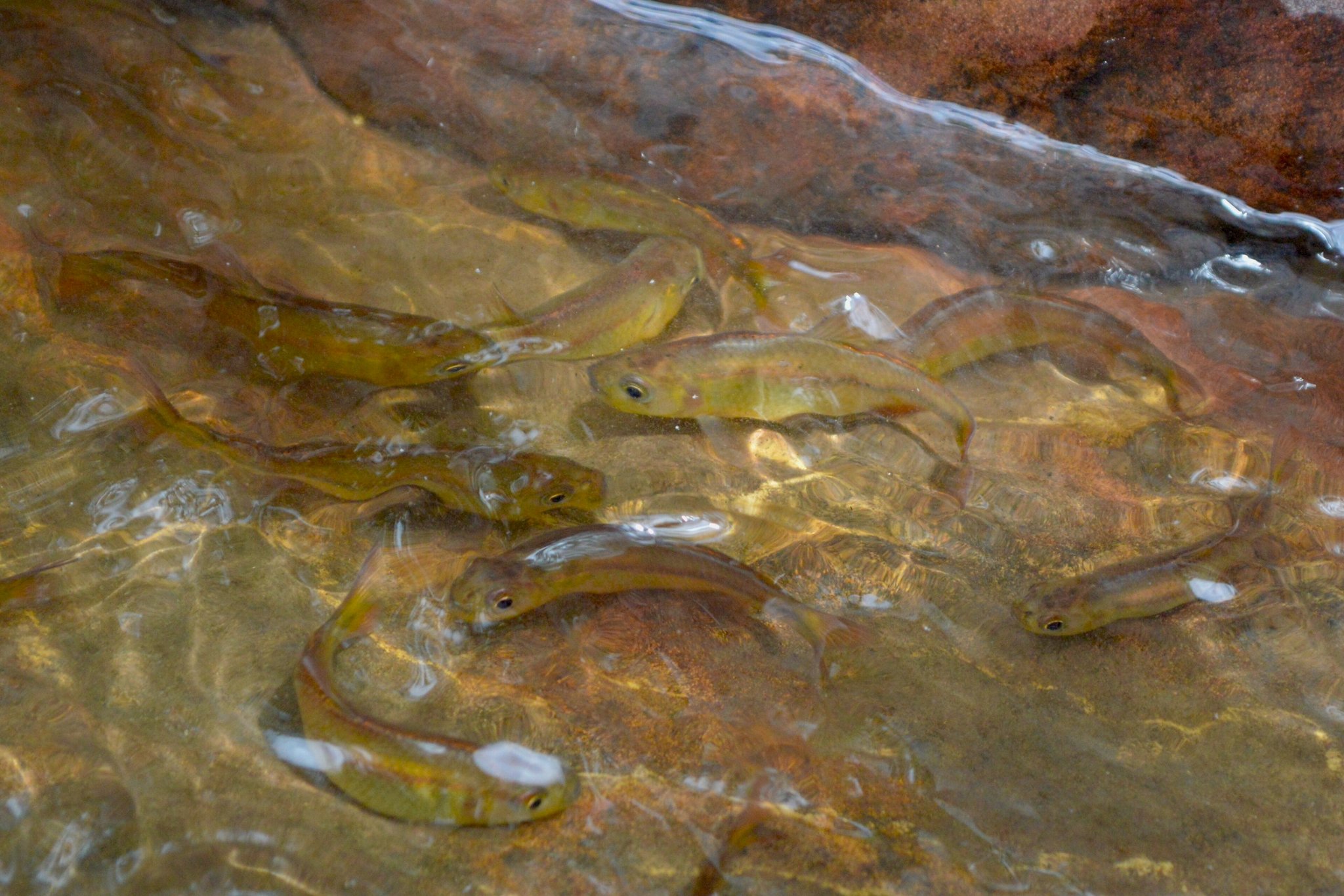 Um cardume de pequenos peixes de água doce verde-oliva nadando em riacho raso e cristalino sobre rochas avermelhadas no Chapada dos Veadeiros