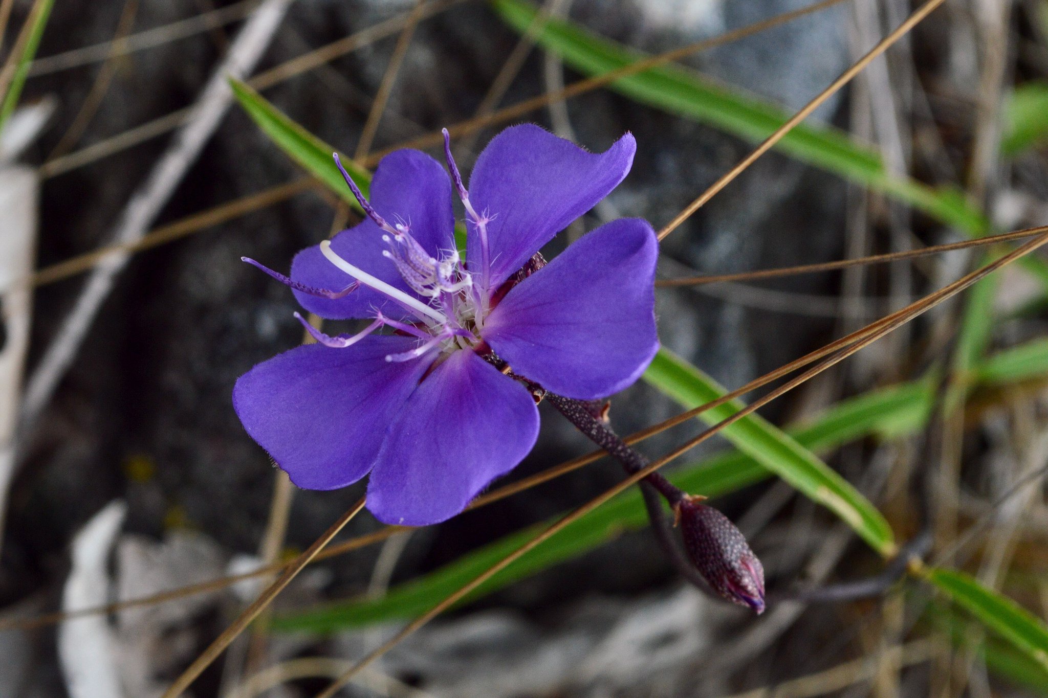 Close-up de uma flor silvestre roxa e vibrante da família Melastomataceae com estames brancos e um botão escuro, crescendo entre gramíneas secas do Cerrado na Chapada dos Veadeiros
