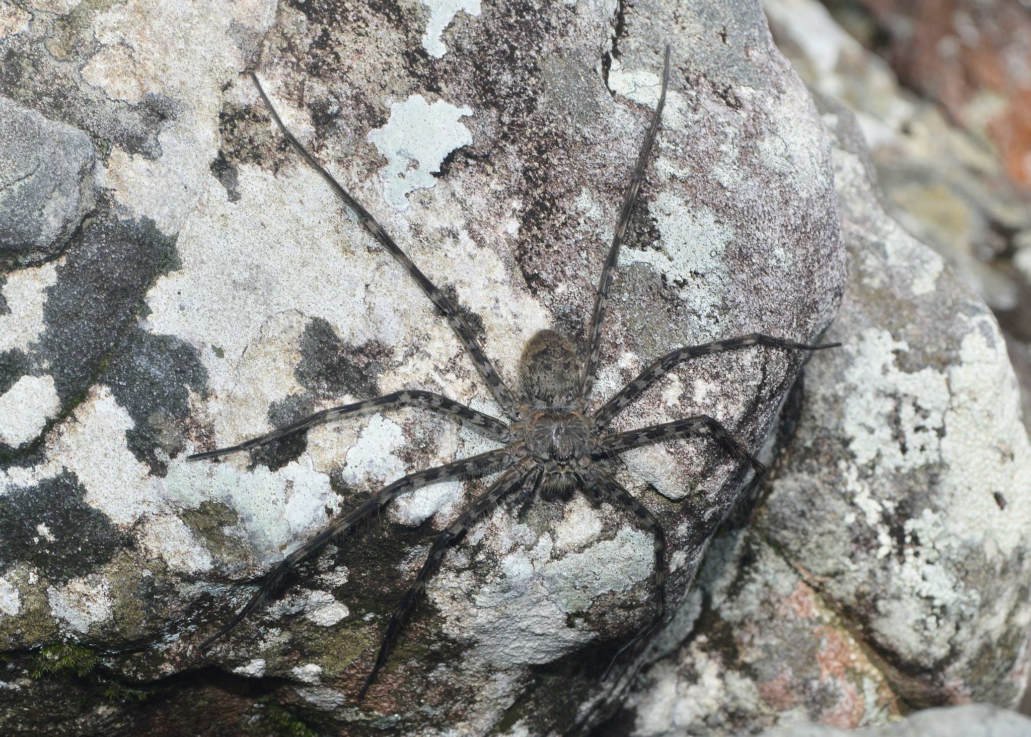 Uma grande aranha-lobo com pernas listradas perfeitamente camuflada sobre uma rocha de granito coberta de líquens na Chapada dos Veadeiros