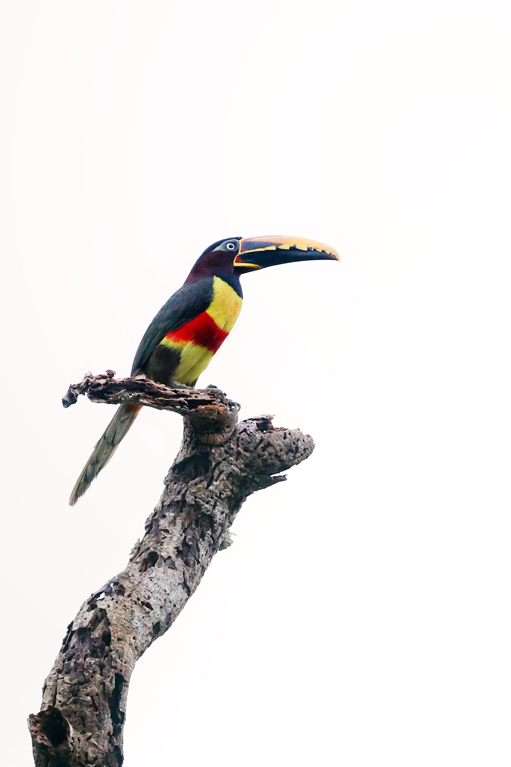Colourful chestnut-eared aracari perched on a bare branch against a pale sky