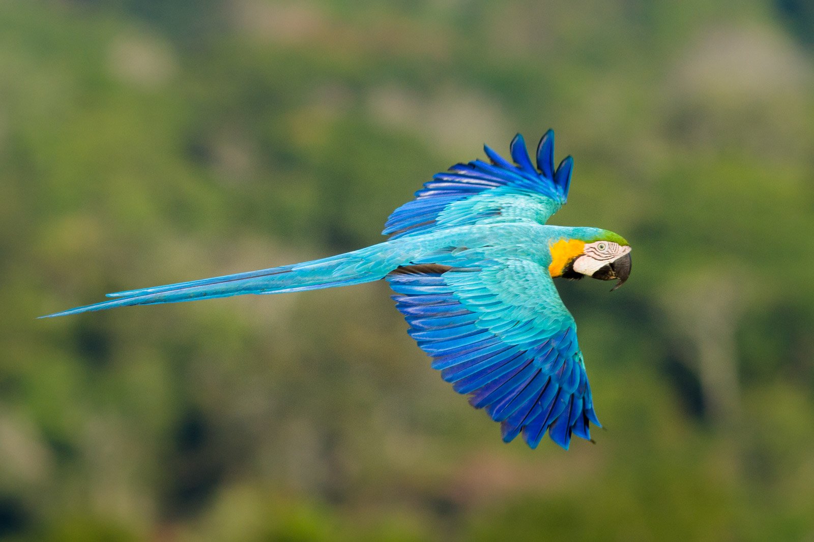 Brilliant wings catch the light — a blue-and-gold macaw in full flight above the canopy. Photo: Jorge Lopes A blue-and-gold macaw soaring in flight against a soft green forest backdrop at Cristalino Jungle Lodge, wings fully spread to reveal vivid turquoise, cobalt and yellow plumage