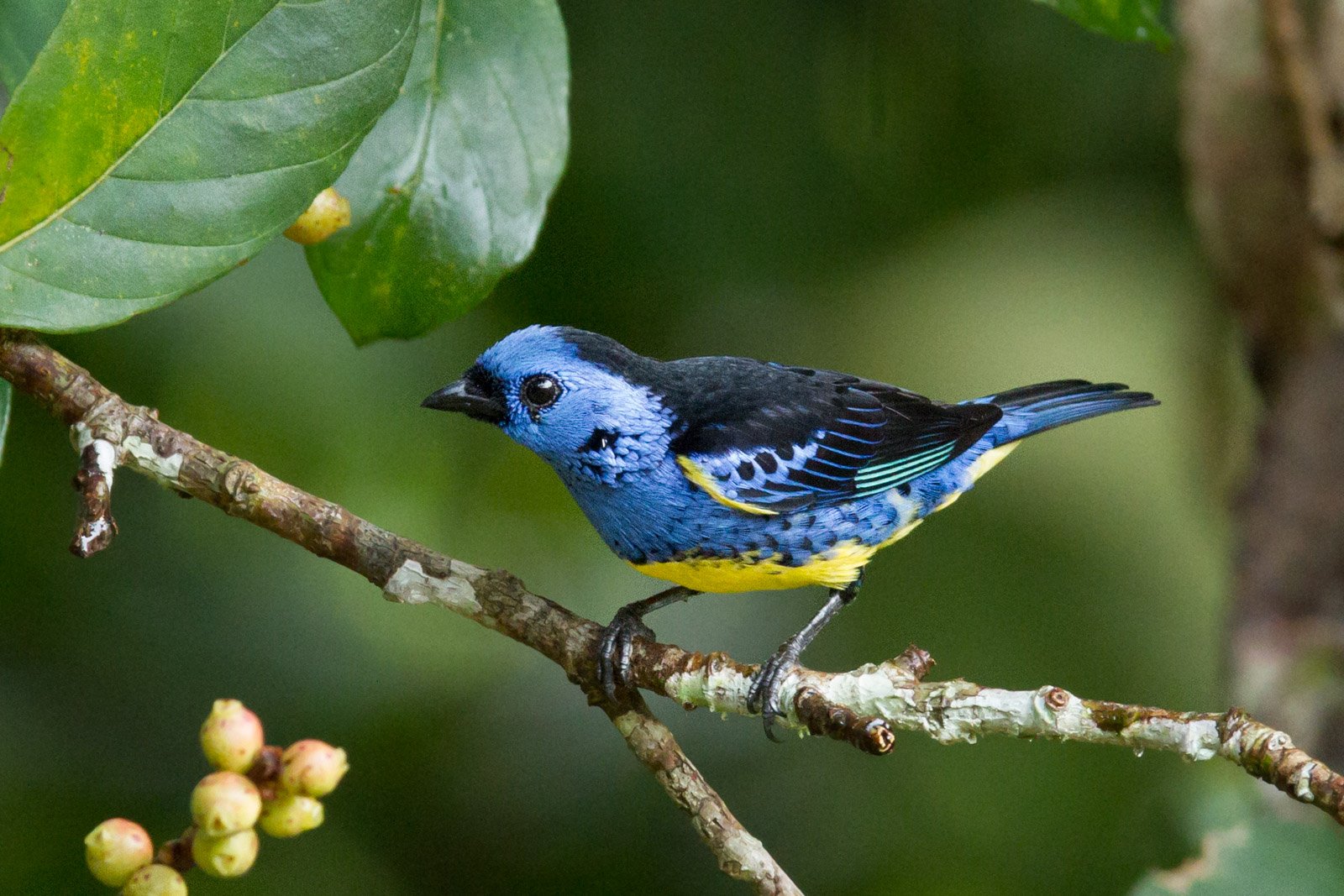 Sapphire and gold on a single perch — the Amazon never runs short of surprises. Photo: Alex Da Riva A vivid blue-and-yellow tanager perches on a lichen-covered branch amid lush green foliage at Cristalino Jungle Lodge, its turquoise wing-bar glinting in soft forest light