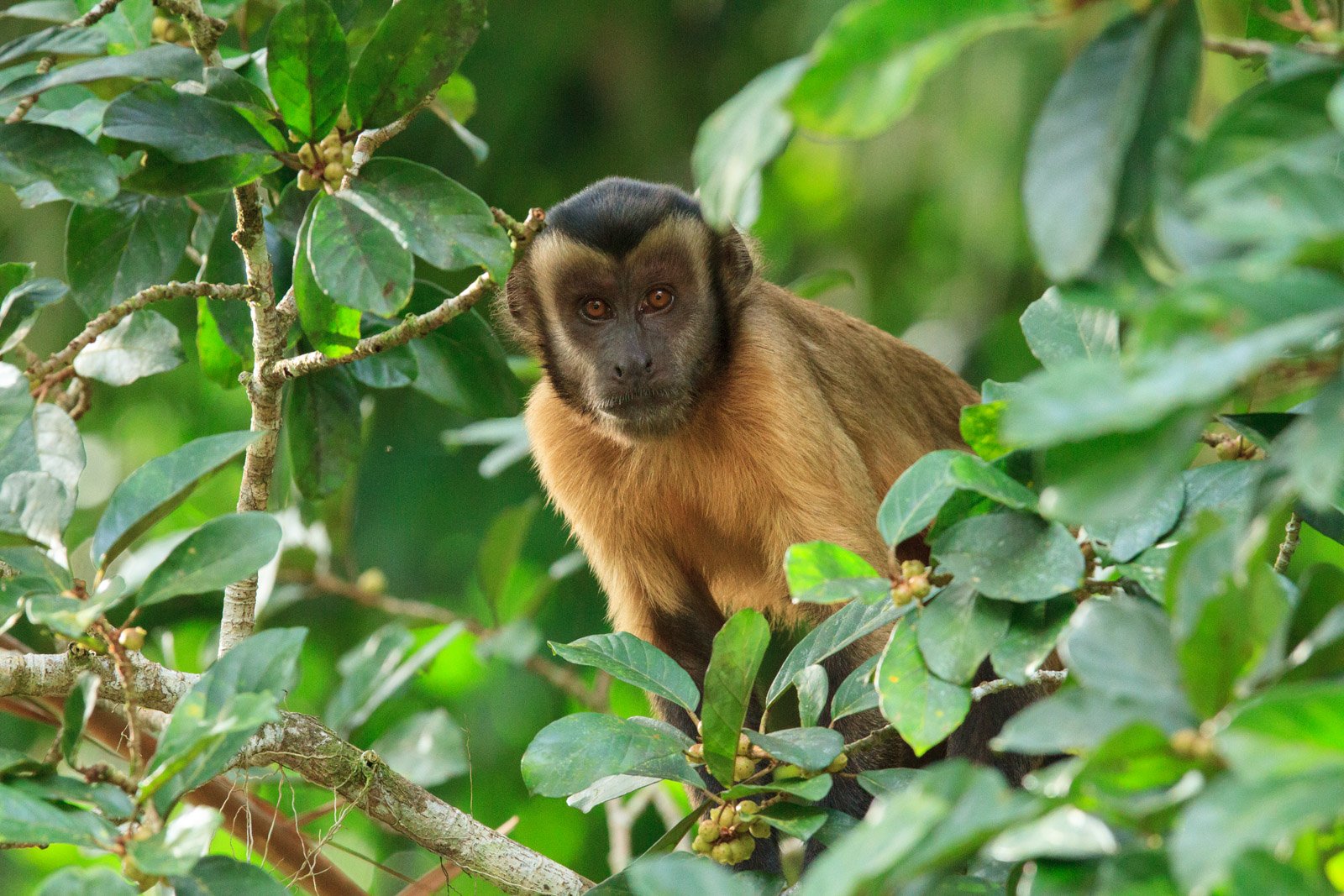Bright eyes peering through the canopy — a capuchin monkey on its own terms. Photo: Alex Da Riva A brown capuchin monkey perched among dense green leaves and fruiting branches at Cristalino Jungle Lodge, gazing directly at the camera with amber eyes
