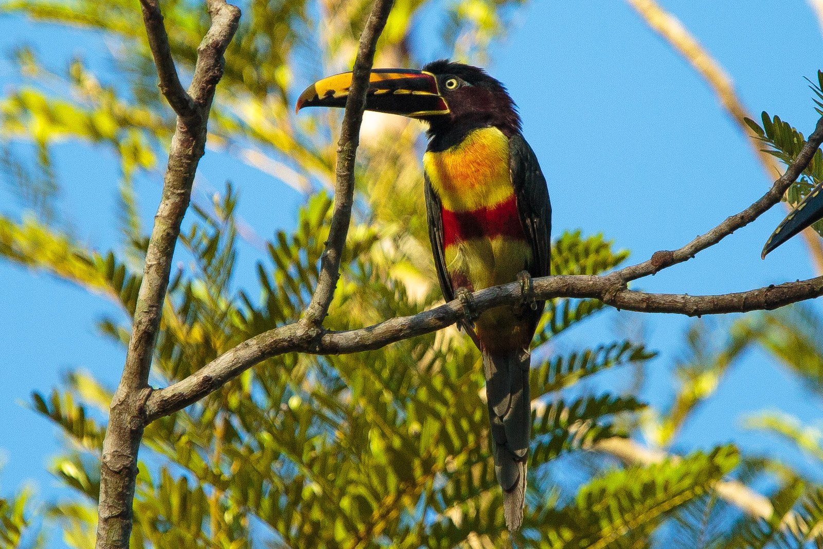Bold colours, bare branch — a chestnut-eared aracari surveys its canopy kingdom. Photo: Alex Da Riva A chestnut-eared aracari with a vivid yellow-and-black bill and red-banded yellow chest perches on a bare branch against a blue sky at Cristalino Jungle Lodge