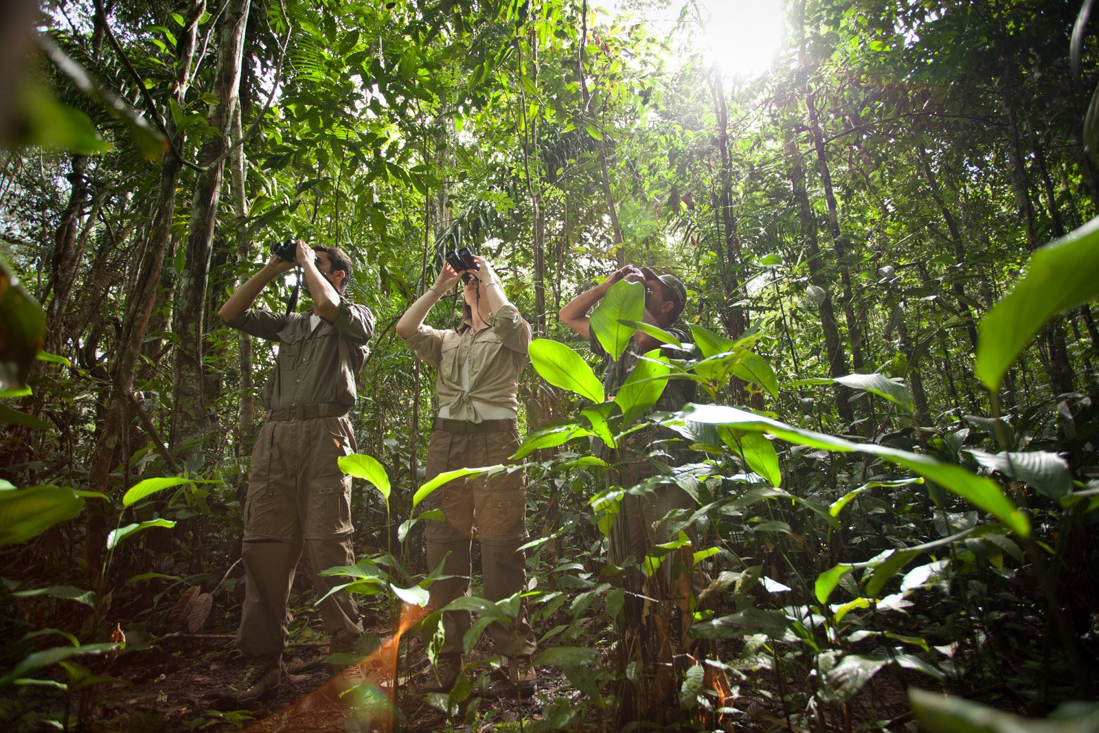 Sunlight through the canopy, three pairs of binoculars locked on something only the forest knows. Photo: Samuel Melim Three guests raise binoculars toward the canopy during a guided birdwatching walk at Cristalino Jungle Lodge, surrounded by dense tropical understorey and tall vine-draped trees