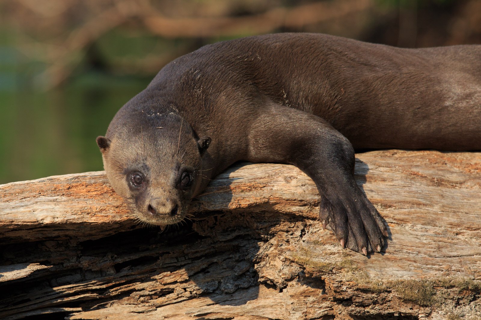 A large river otter rests its chin on a weathered log at Cristalino Jungle Lodge, its dark fur still damp, gazing directly at the camera