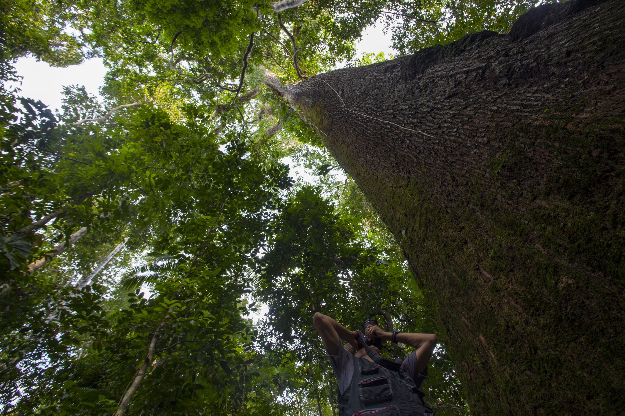 Some trees demand you stop and just look up. A photographer looks up at a towering rainforest tree trunk at Cristalino Jungle Lodge, with a dense green canopy stretching far above
