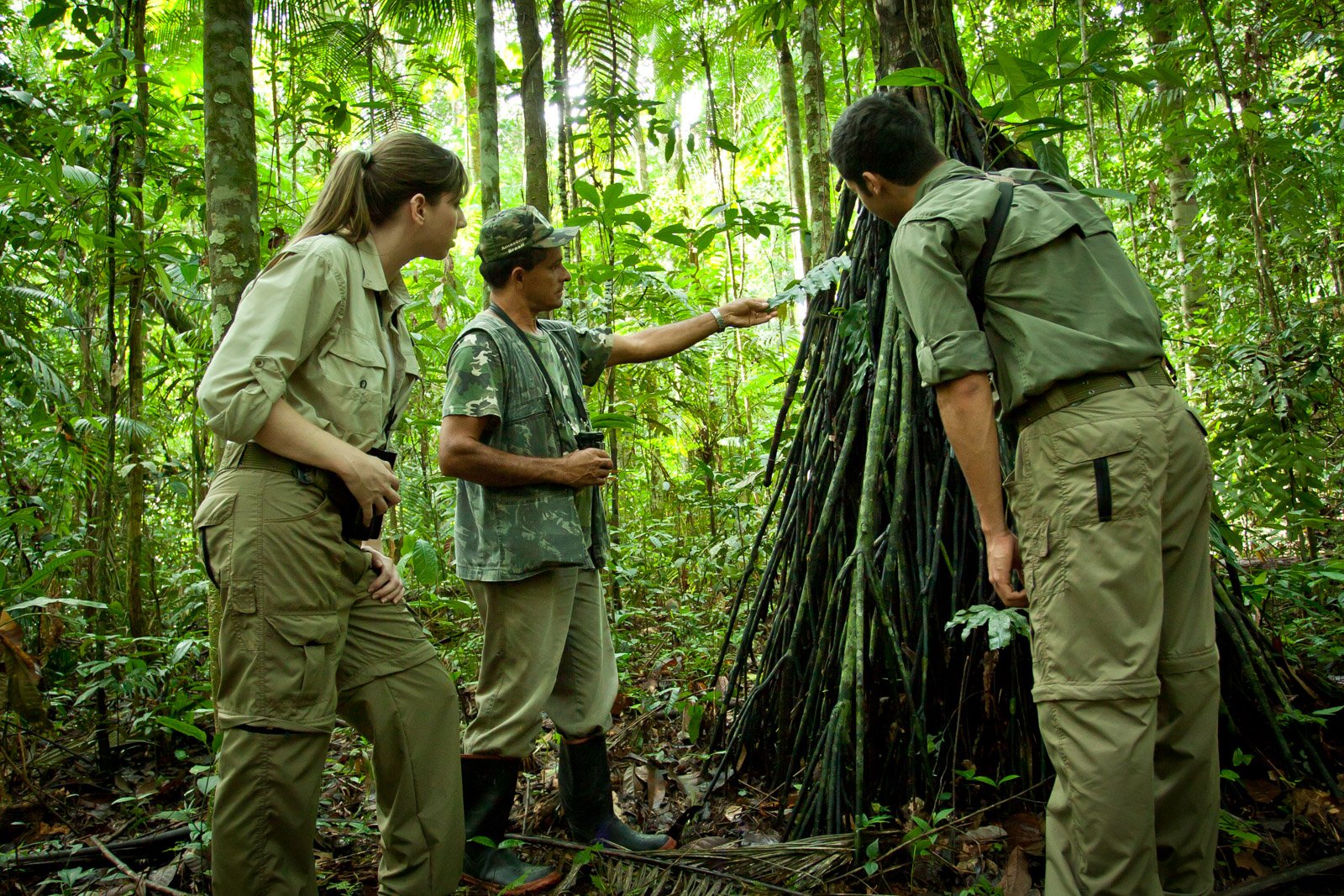 Every root tells a story — guides bring the rainforest to life on the Sierra Trails. Photo: Samuel Melim A local guide at Cristalino Jungle Lodge points out the aerial roots of a large rainforest tree to two guests in khaki clothing during a guided trail walk