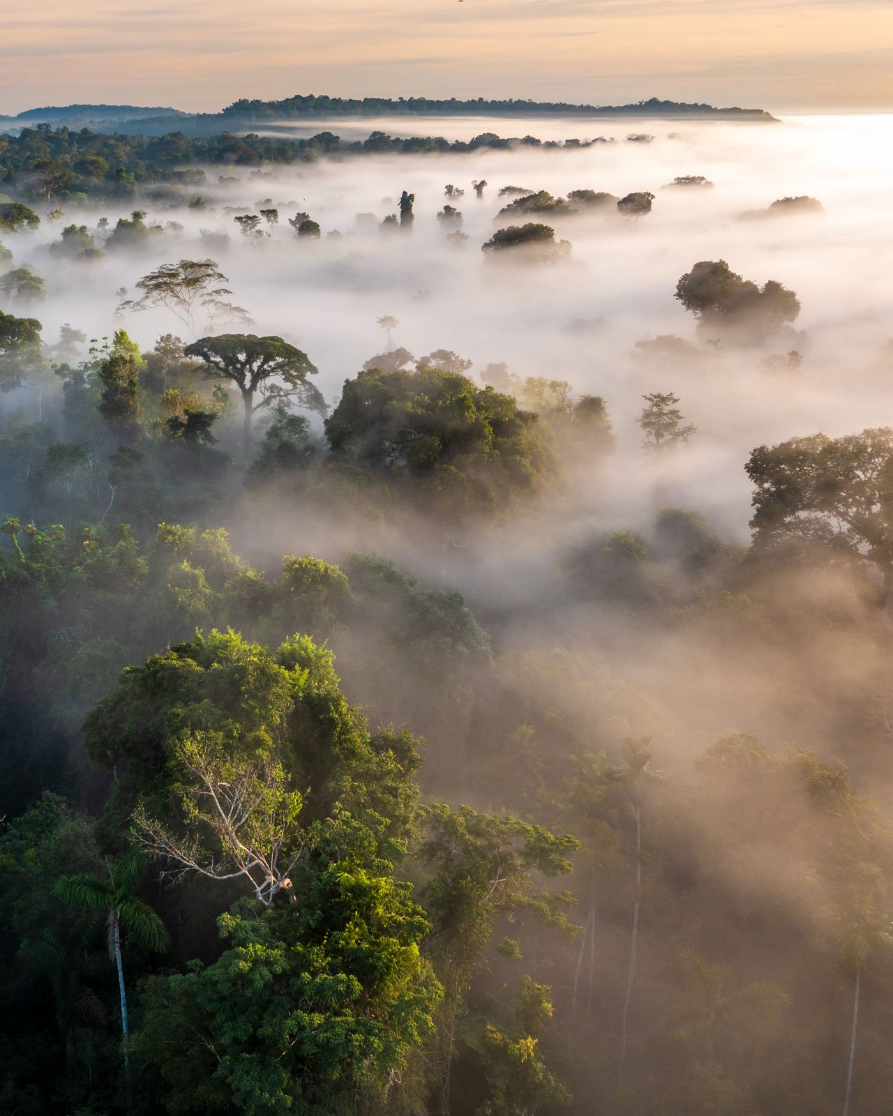 Aerial view of Cristalino Jungle Lodge's surrounding Amazon rainforest at dawn, with morning mist rolling through towering canopy trees and a warm golden sky above