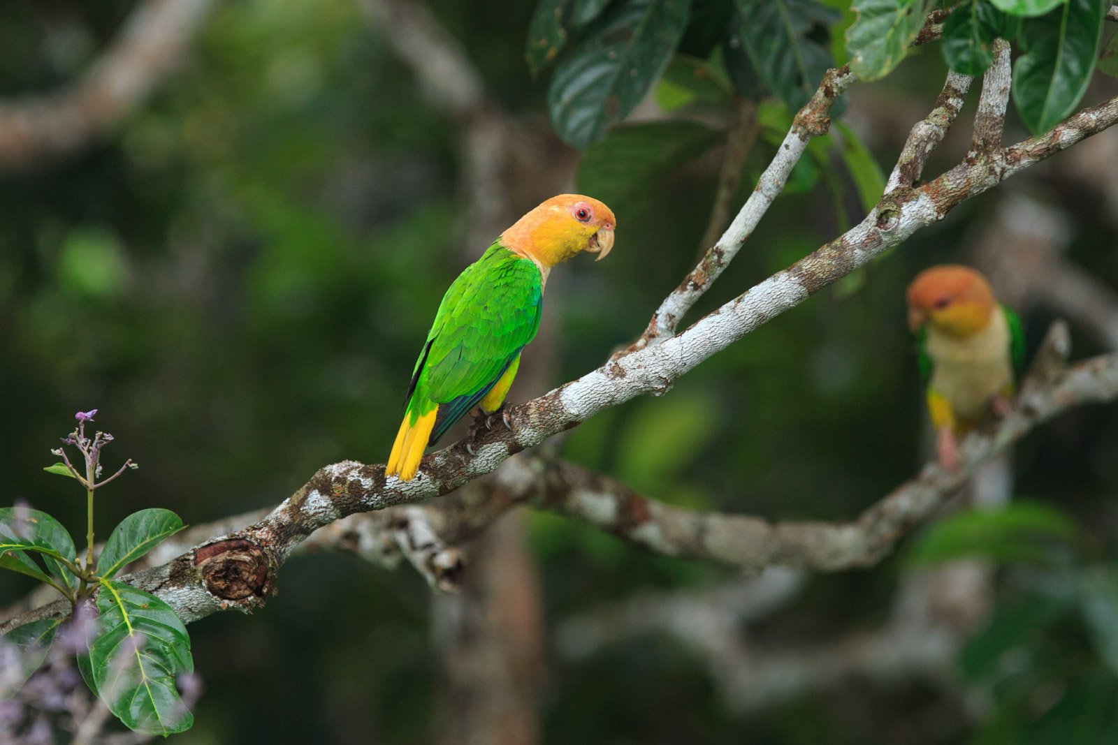 A matching pair, perfectly still among the leaves. Photo: Jorge Lopes Two orange-headed green parrots perched on a pale lichen-covered branch at Cristalino Jungle Lodge, surrounded by lush rainforest foliage