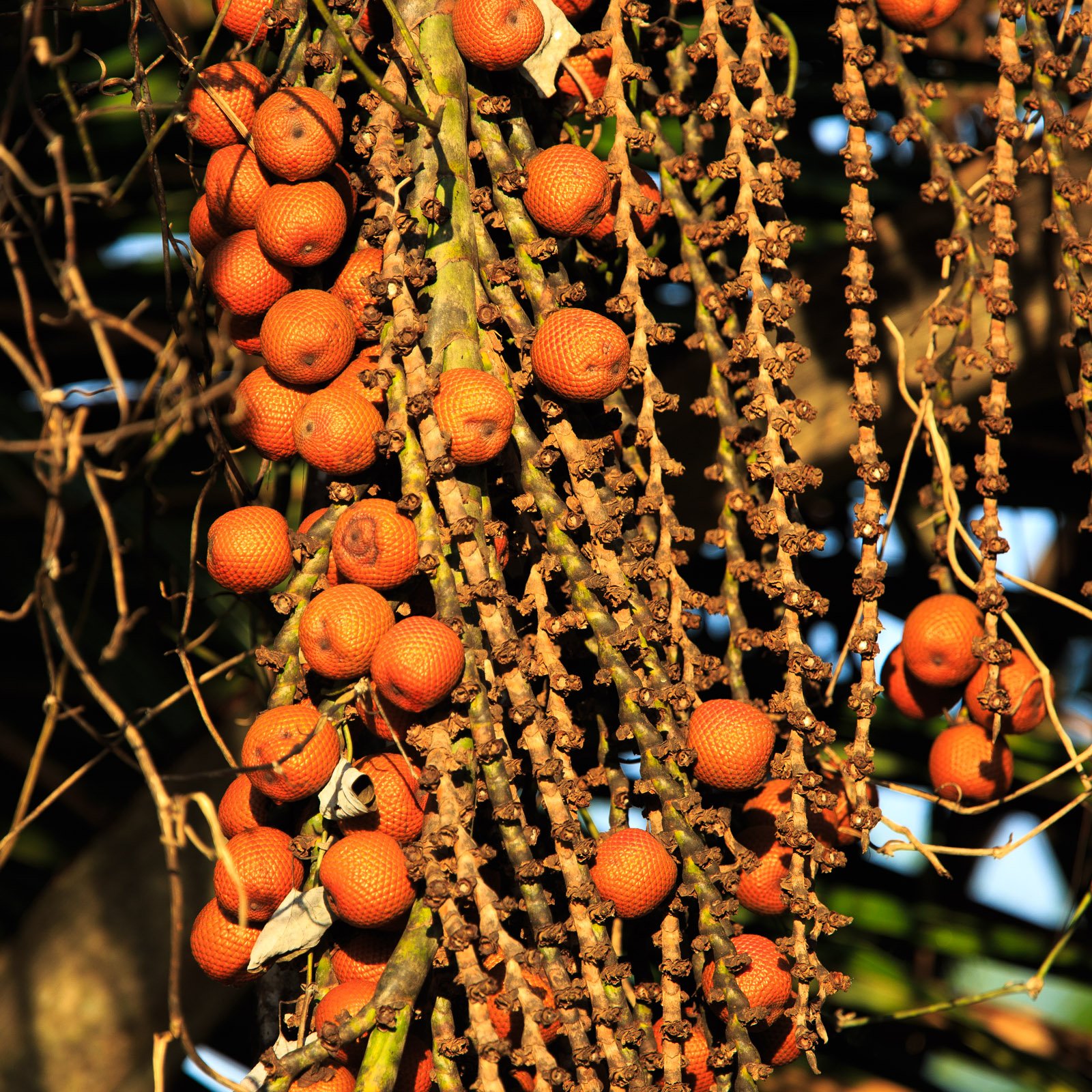 Ripe, jewel-bright and alive — the Amazon's wild pantry on full display. Photo: Alex Da Riva A dense cluster of vivid orange scaly palm fruits hanging from branching stalks at Cristalino Jungle Lodge, bathed in warm golden light