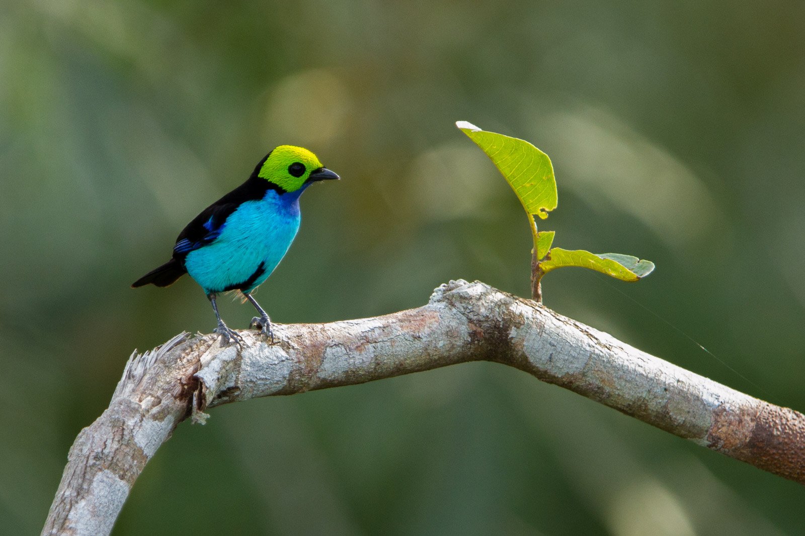 Three colours, one tiny bird — the Amazon's living jewel. Photo: Jorge Lopes A paradise tanager with a vivid lime-green head, black mask, and turquoise breast perches on a bare branch at Cristalino Jungle Lodge