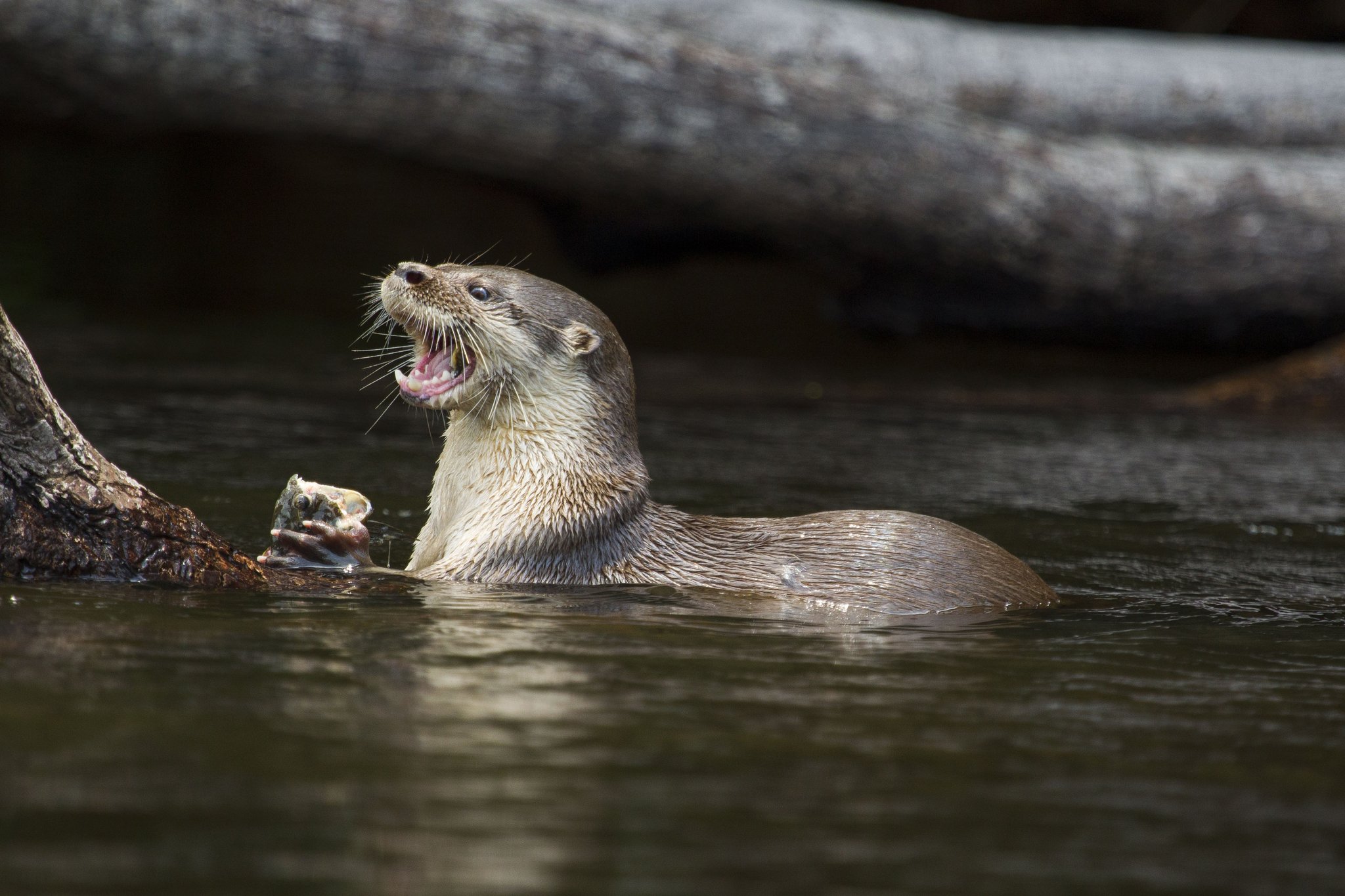 Lunch, caught and claimed — a river otter savours its fresh catch beside a waterlogged trunk. Photo: JOAO MARCOS ROSA / NITRO A wet river otter holds a freshly caught fish in its paws and tilts its head back with mouth open beside a submerged log at Cristalino Jungle Lodge