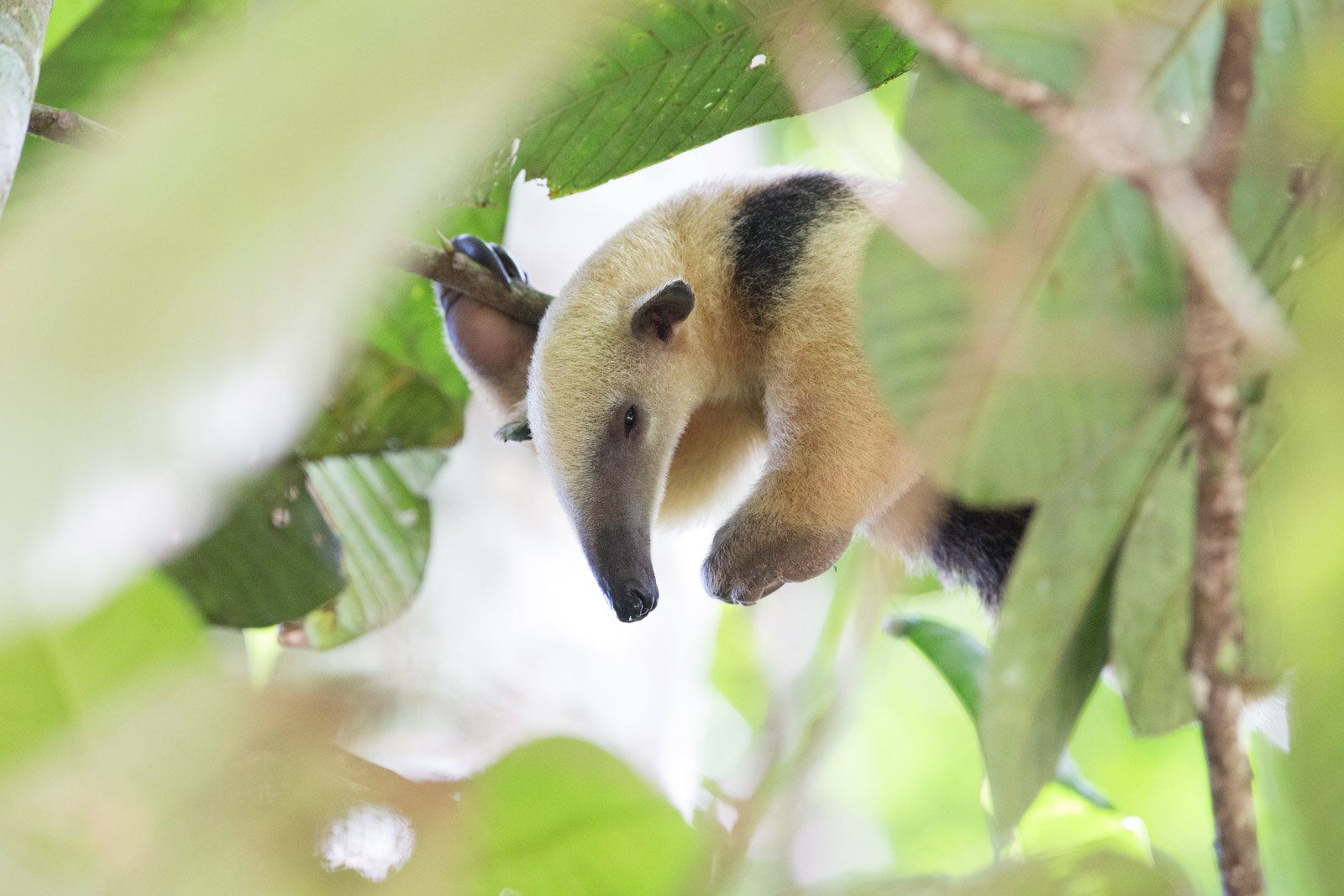 Tiny claws, treetop world — the silky anteater rarely comes down. Photo: Jorge Lopes A silky anteater clings to a branch amid lush green leaves in the forest canopy at Cristalino Jungle Lodge, its cream and black fur clearly visible