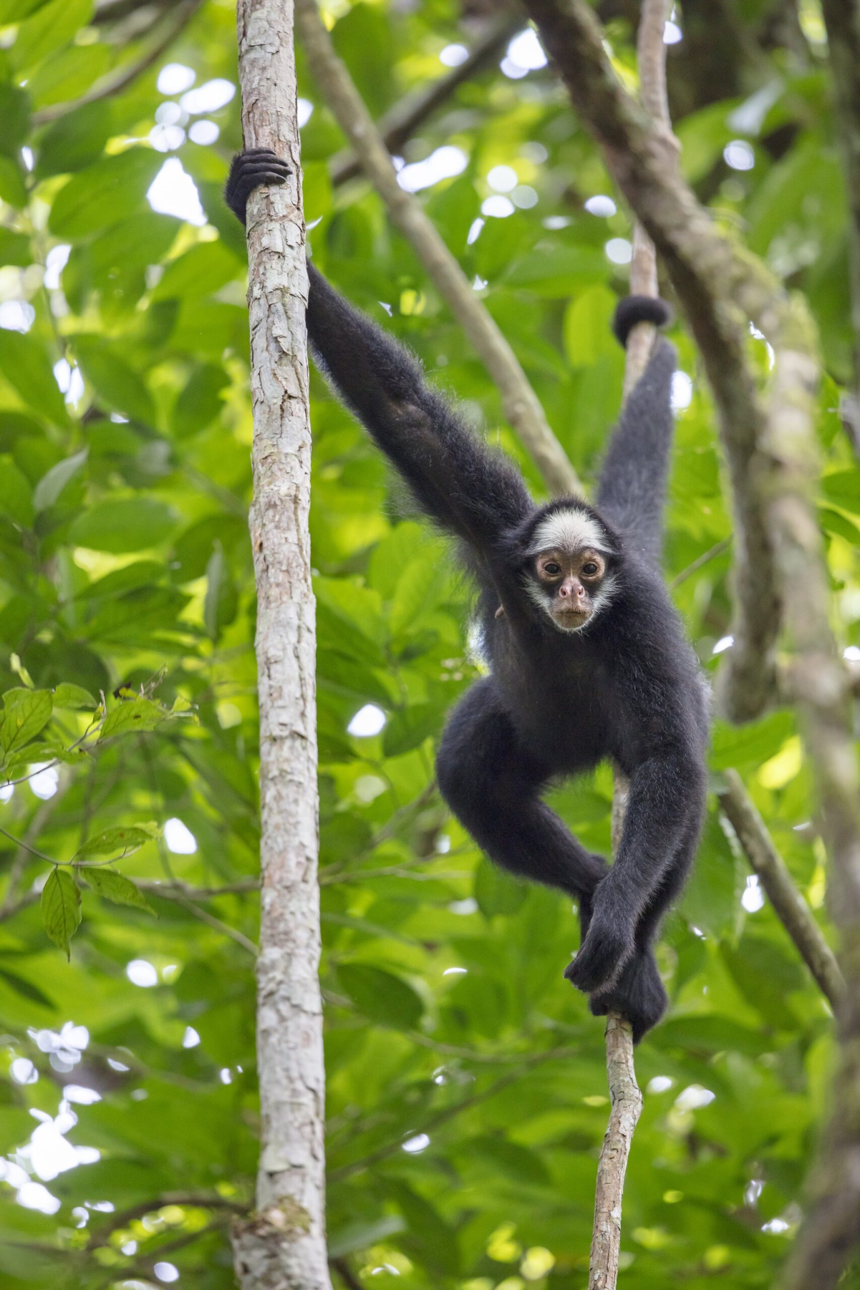 Long limbs, a prehensile tail, and absolutely no fear of heights. Photo: Joao Paulo Krajewski A black spider monkey with a pale face clings to slender tree trunks and wraps its prehensile tail around a branch in the lush green canopy at Cristalino Jungle Lodge