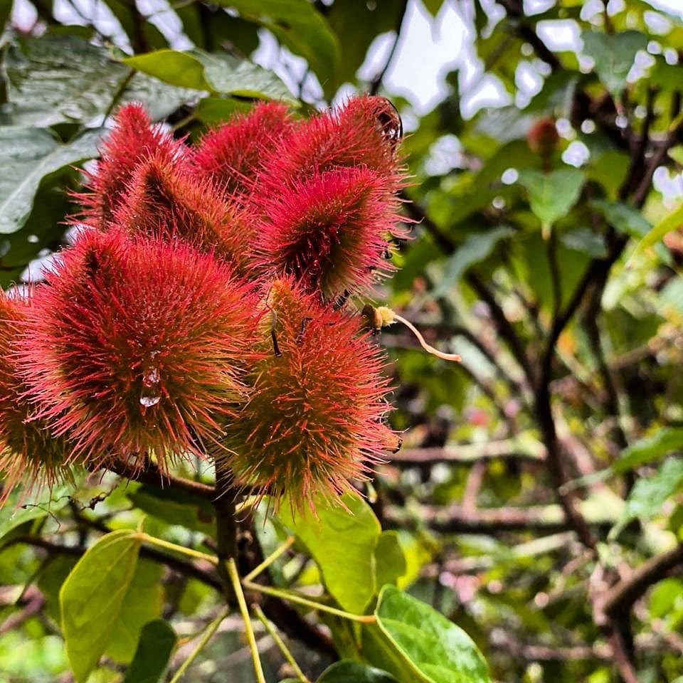 Nature's lipstick — brilliant achiote pods burst with colour in the Atlantic Forest. Cluster of vivid red spiky achiote fruits on a leafy branch along the cycling Bahia cocoa route near Itacaré