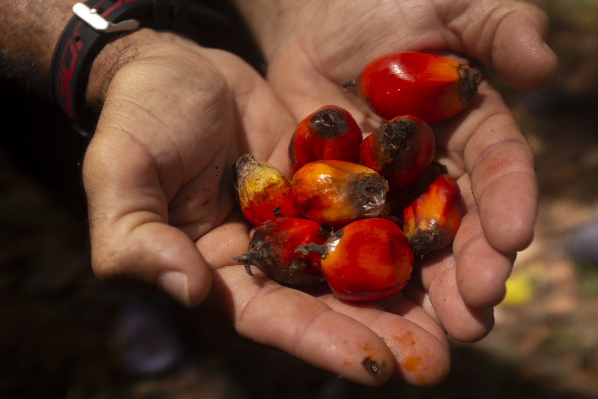 From palm to plate — vivid tropical fruits straight from the farm. Two hands cupping a cluster of freshly harvested red and orange oil palm fruits on a cycling Bahia cocoa route farm visit