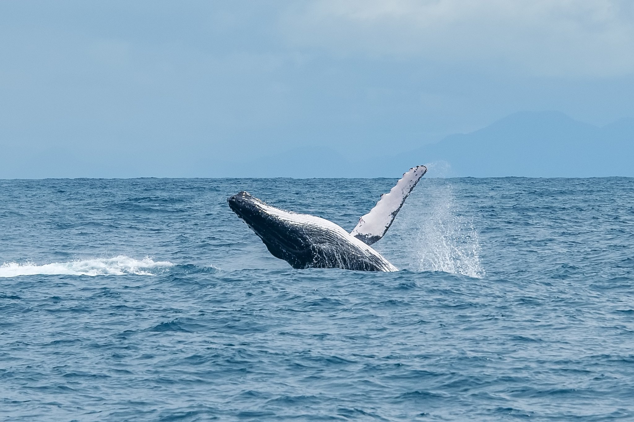 A humpback whale breaching dramatically out of the open ocean on a diving liveaboard Abrolhos expedition, with misty mountains visible on the horizon