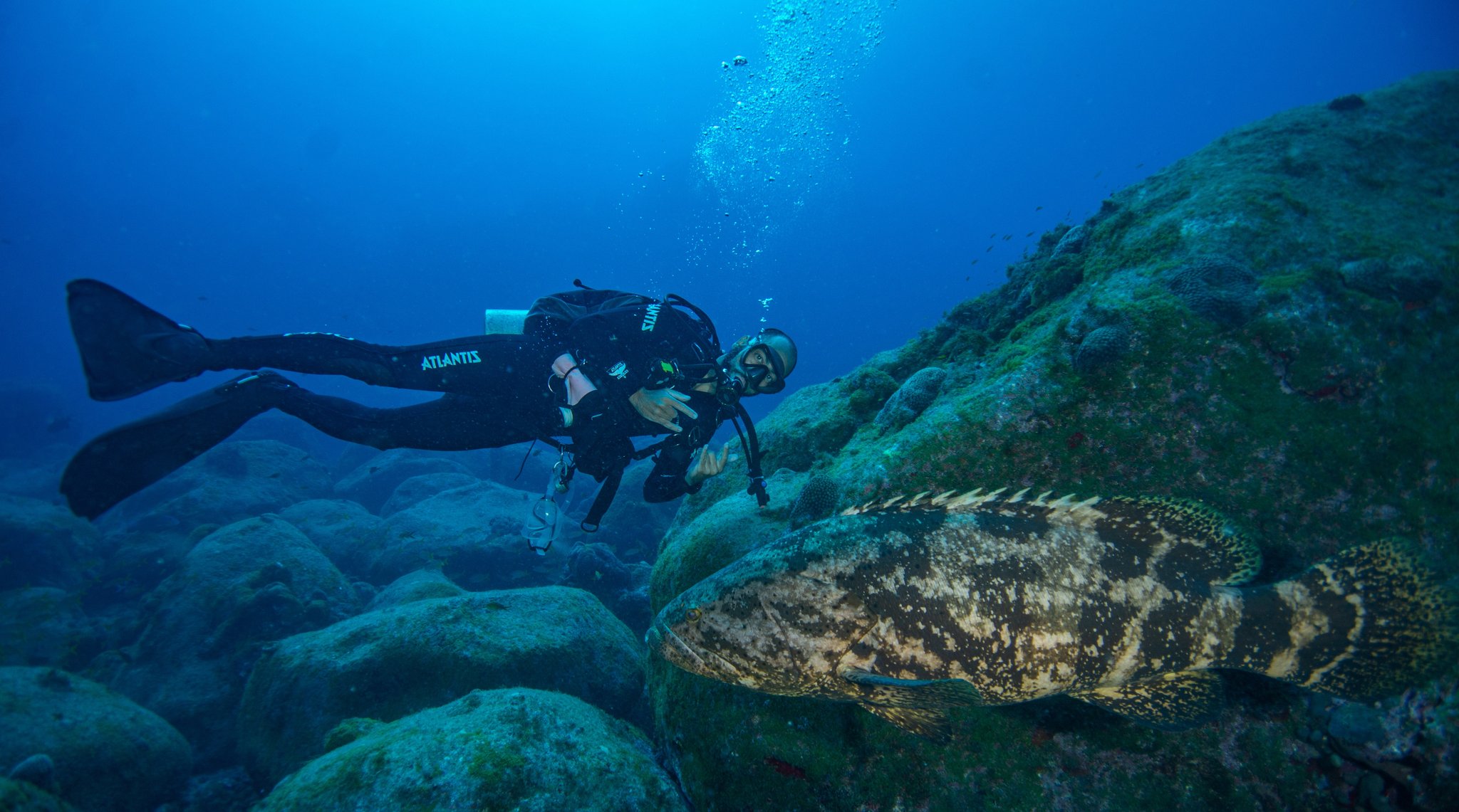 A scuba diver in a black wetsuit hovers close to a massive goliath grouper resting on algae-covered volcanic rocks during a Fernando de Noronha diving package