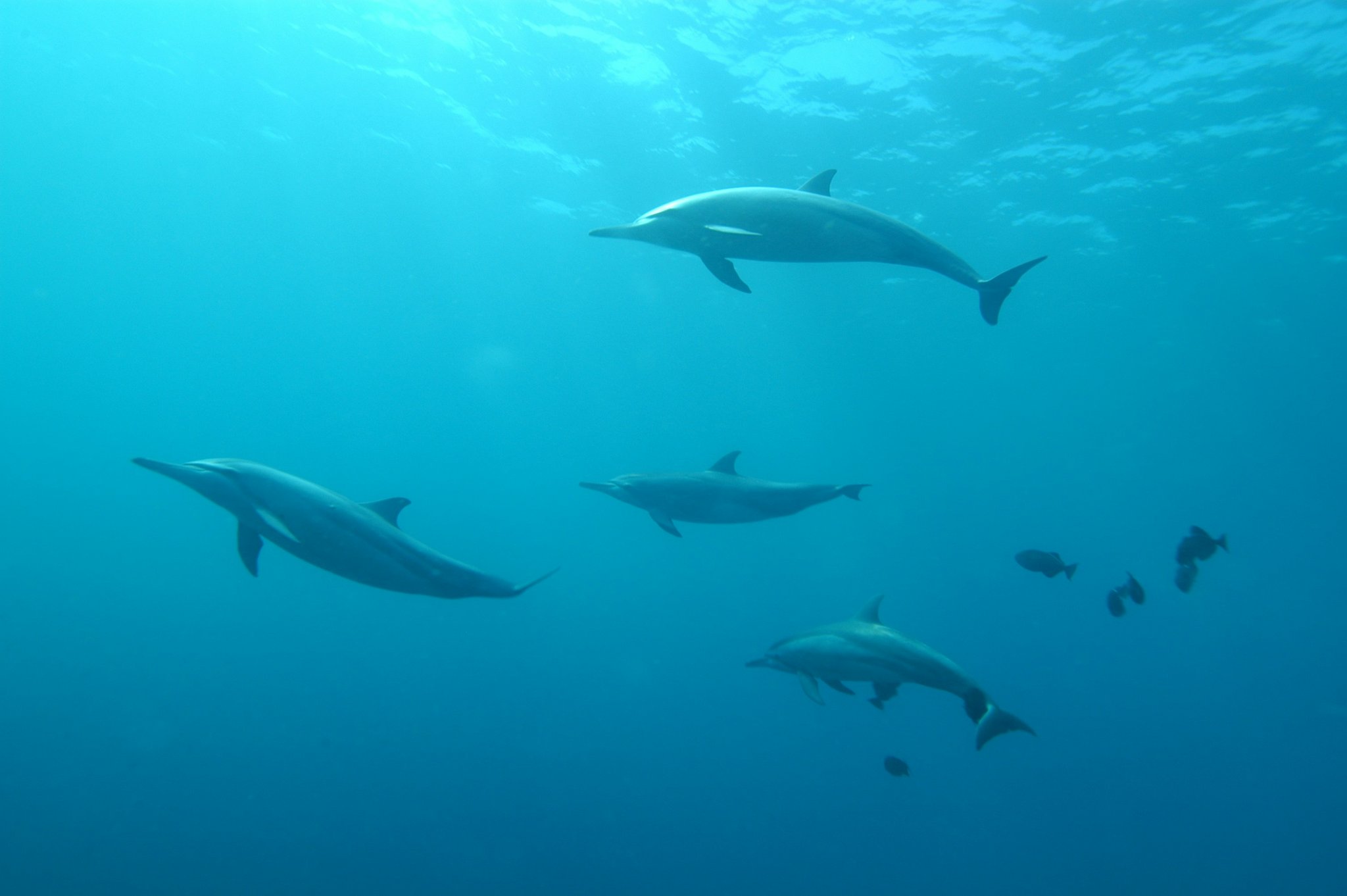 Um pequeno grupo de golfinhos deslizando pelas águas azuis cristalinas próximo à superfície durante uma viagem de mergulho em Fernando de Noronha, com alguns peixes de recife visíveis ao fundo