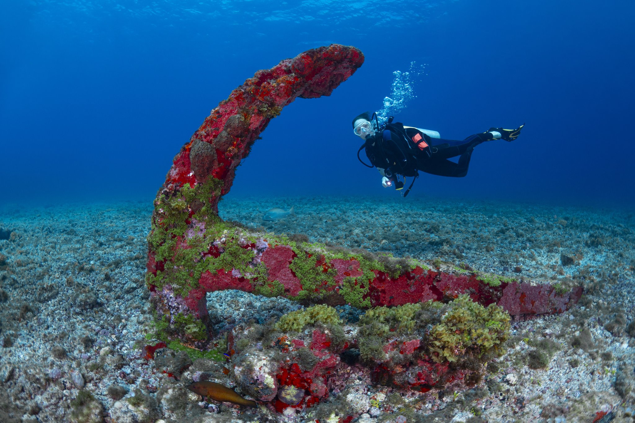 Um mergulhador paira atrás de uma grande âncora coberta por organismos marinhos vermelhos e verdes no fundo arenoso durante um mergulho em Fernando de Noronha