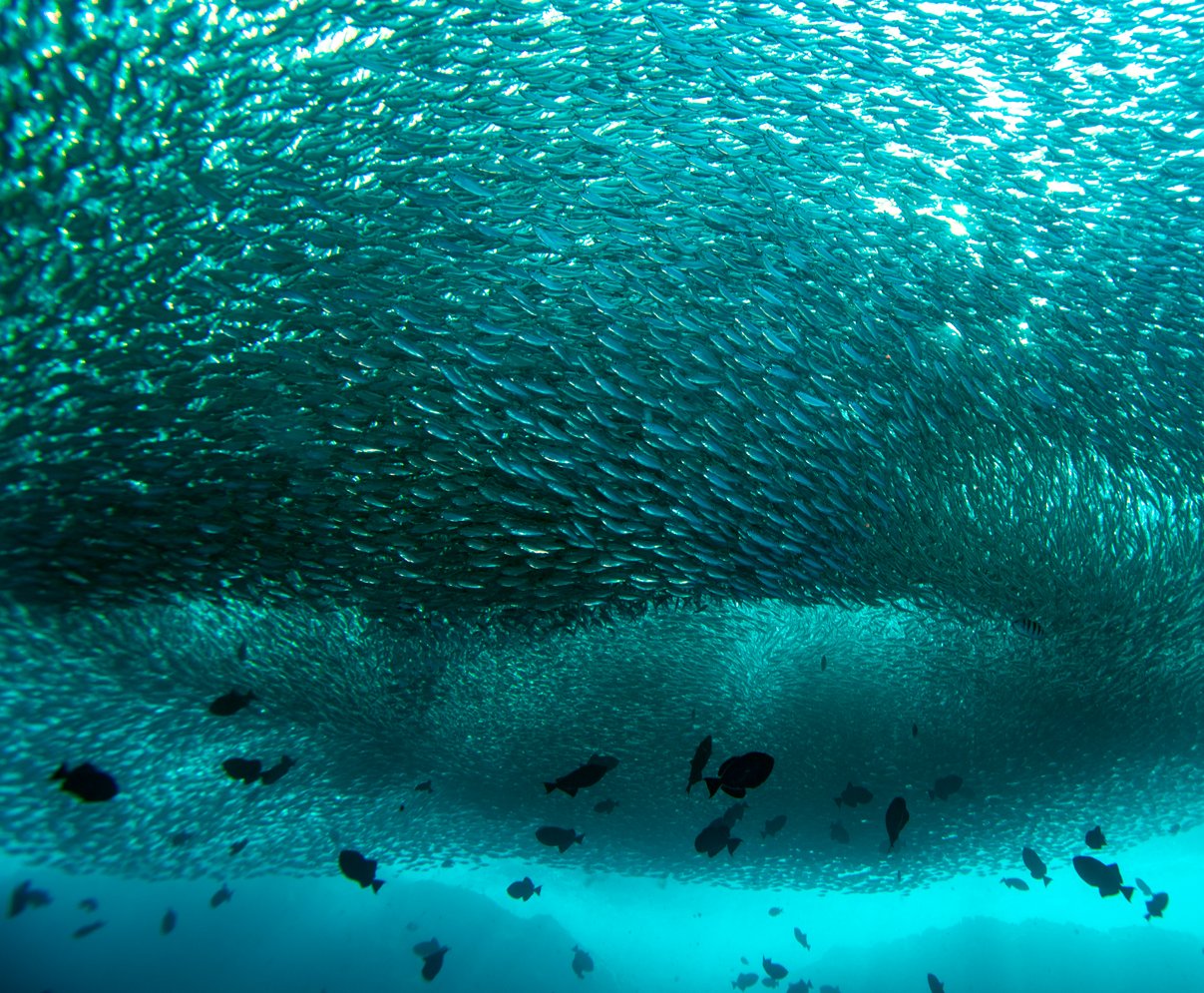 Uma enorme esfera prateada de pequenos peixes forma um redemoinho subaquático durante um mergulho em Fernando de Noronha, com peixes recifais maiores em silhueta escura circulando abaixo em água turquesa