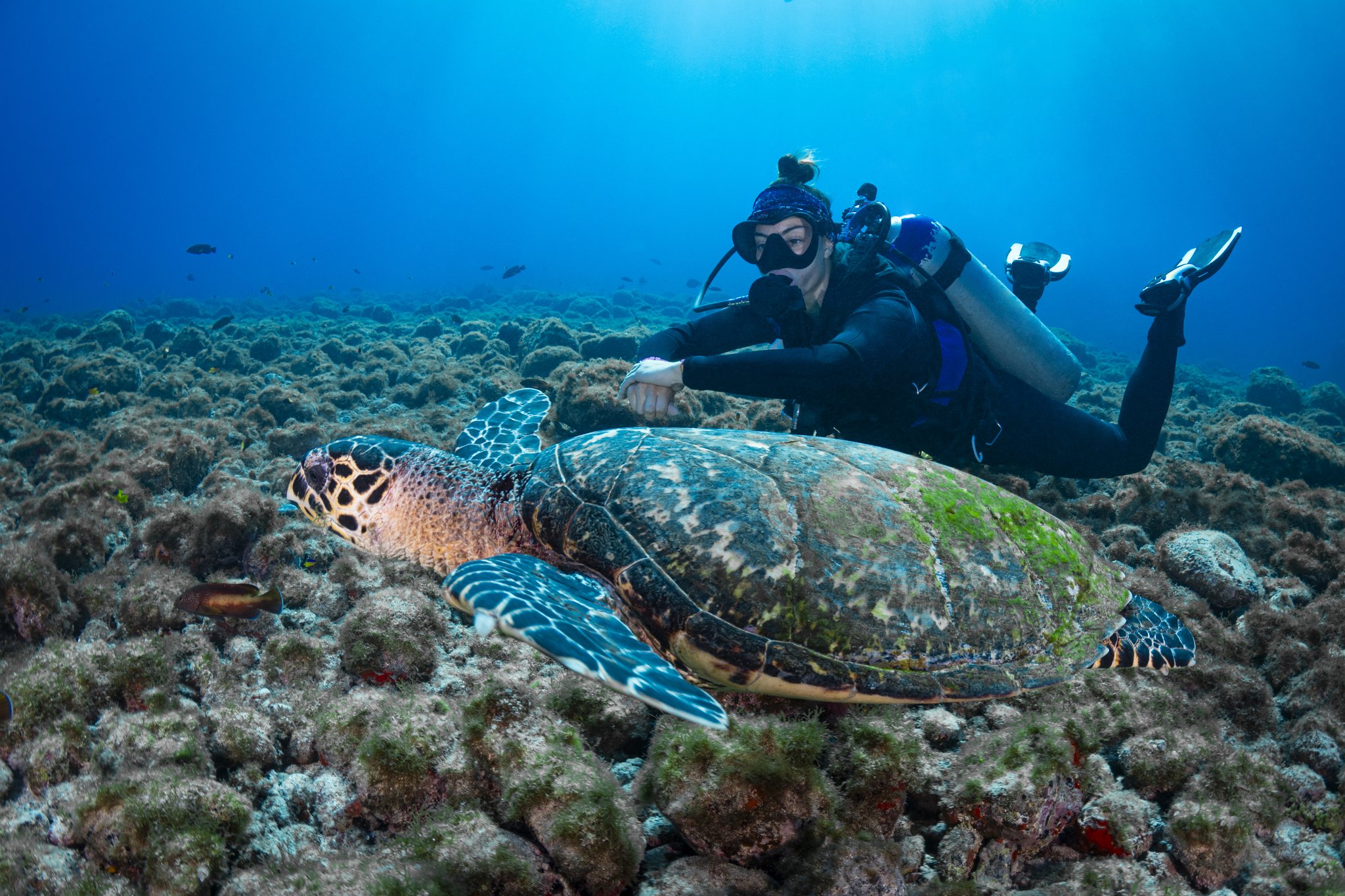 Uma mergulhadora observa de perto uma grande tartaruga marinha deslizando sobre um recife rochoso em Fernando de Noronha, com águas azul-profundo e pequenos peixes ao fundo.