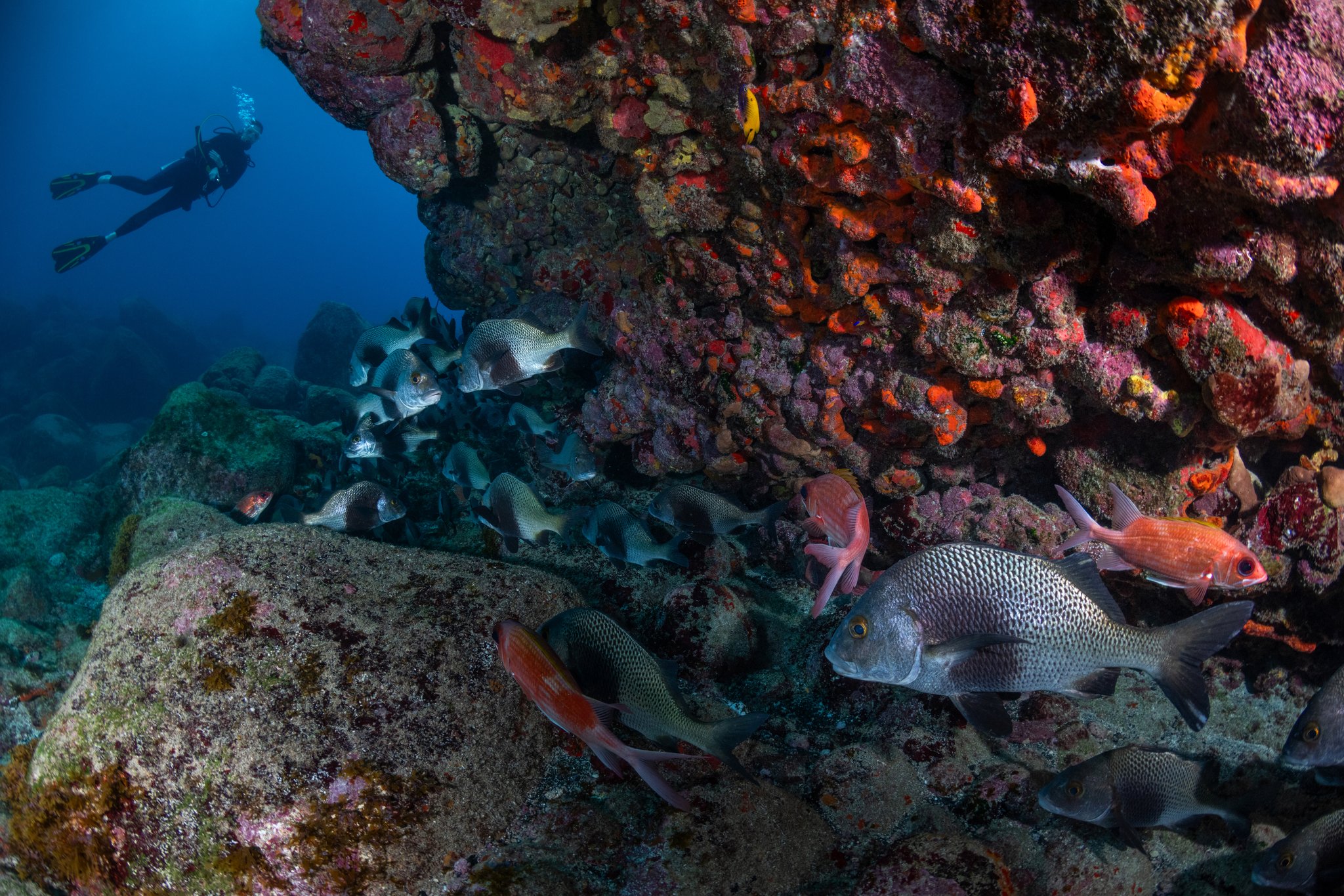 Um mergulhador desliza acima de uma formação rochosa vulcânica incrustada de esponjas vermelhas e laranjas vibrantes durante um passeio de mergulho em Fernando de Noronha, enquanto um cardume de peixes de recife prateados e peixes menores avermelhados circulam em primeiro plano