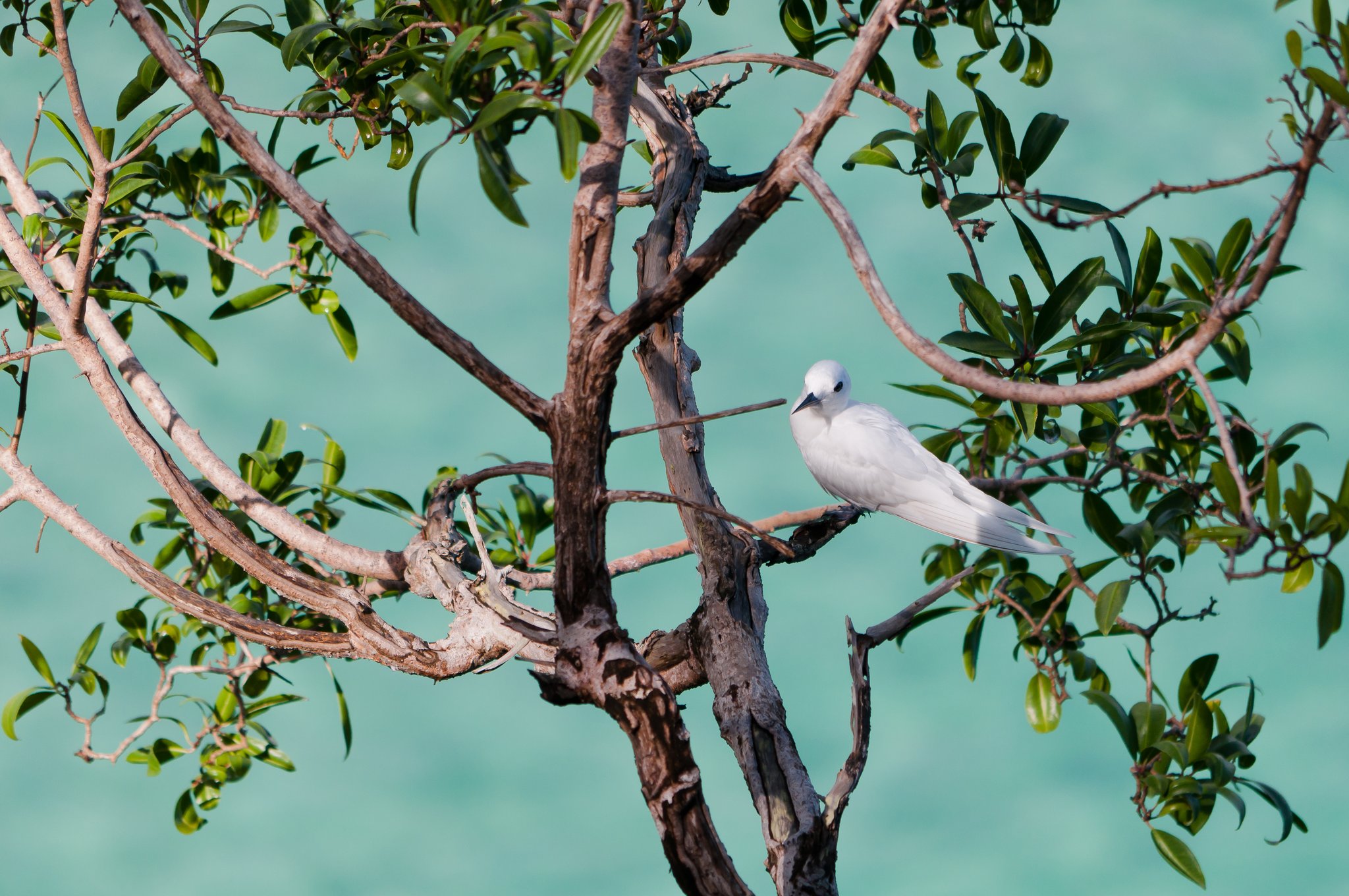 Um trinta-réis branco pousado em um galho retorcido de árvore costeira com água turquesa ao fundo, avistado durante uma viagem de mergulho em Fernando de Noronha
