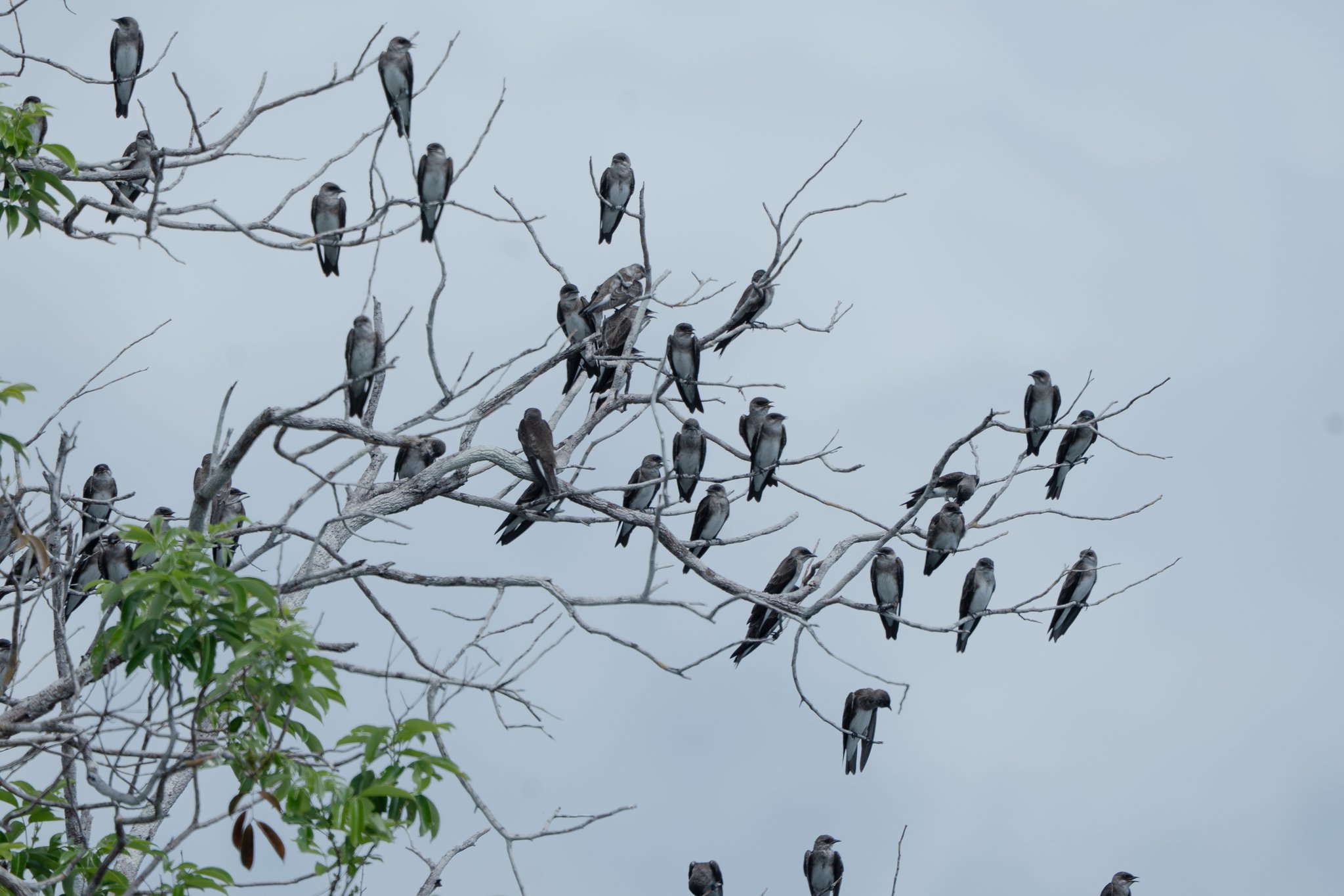 A whole flock of swallows lines the bare branches above the river. Flock of swallows perched together on bare branches against a grey Amazon sky