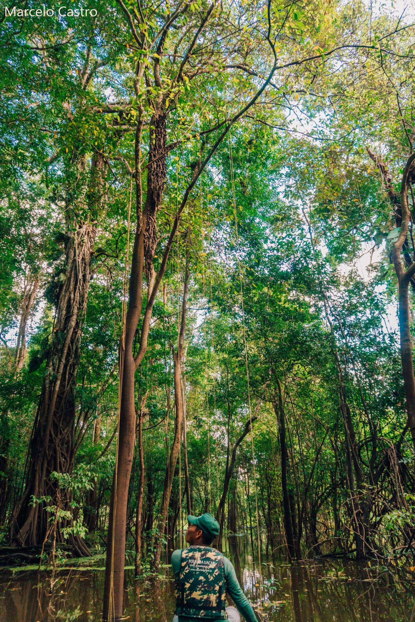 A guide in a canoe gazes up at towering trees in the flooded igapo forest of the Brazilian Amazon