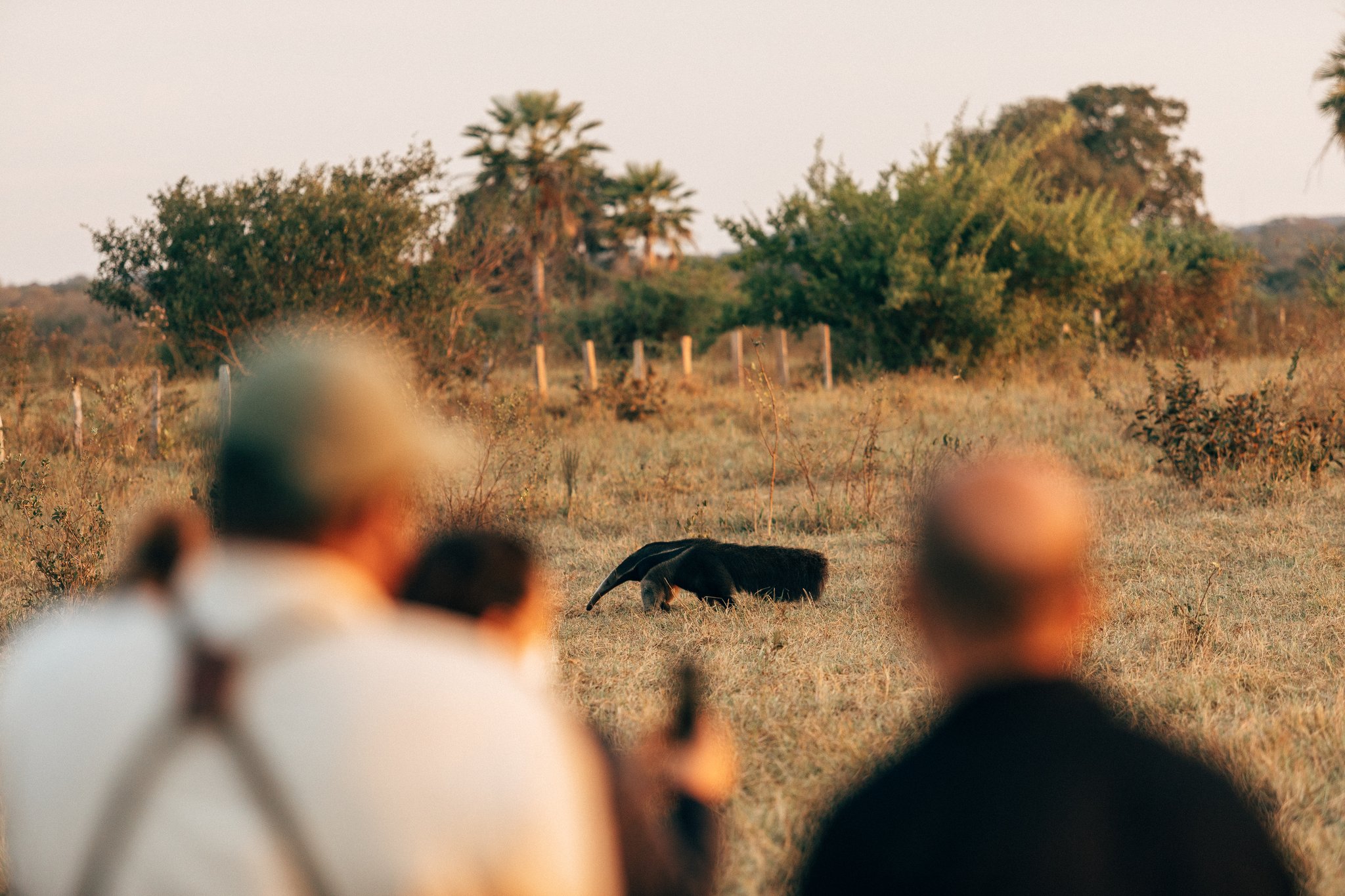 Travelers on a game drive watch a giant anteater cross the grassland on a safari in Brazil