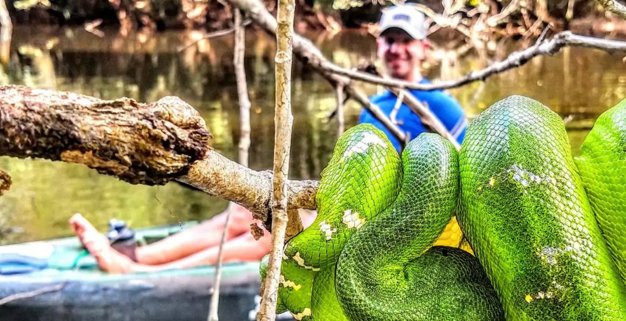 Green tree snake coiled on a branch with a paddler behind on an Amazon kayak tour in Brazil