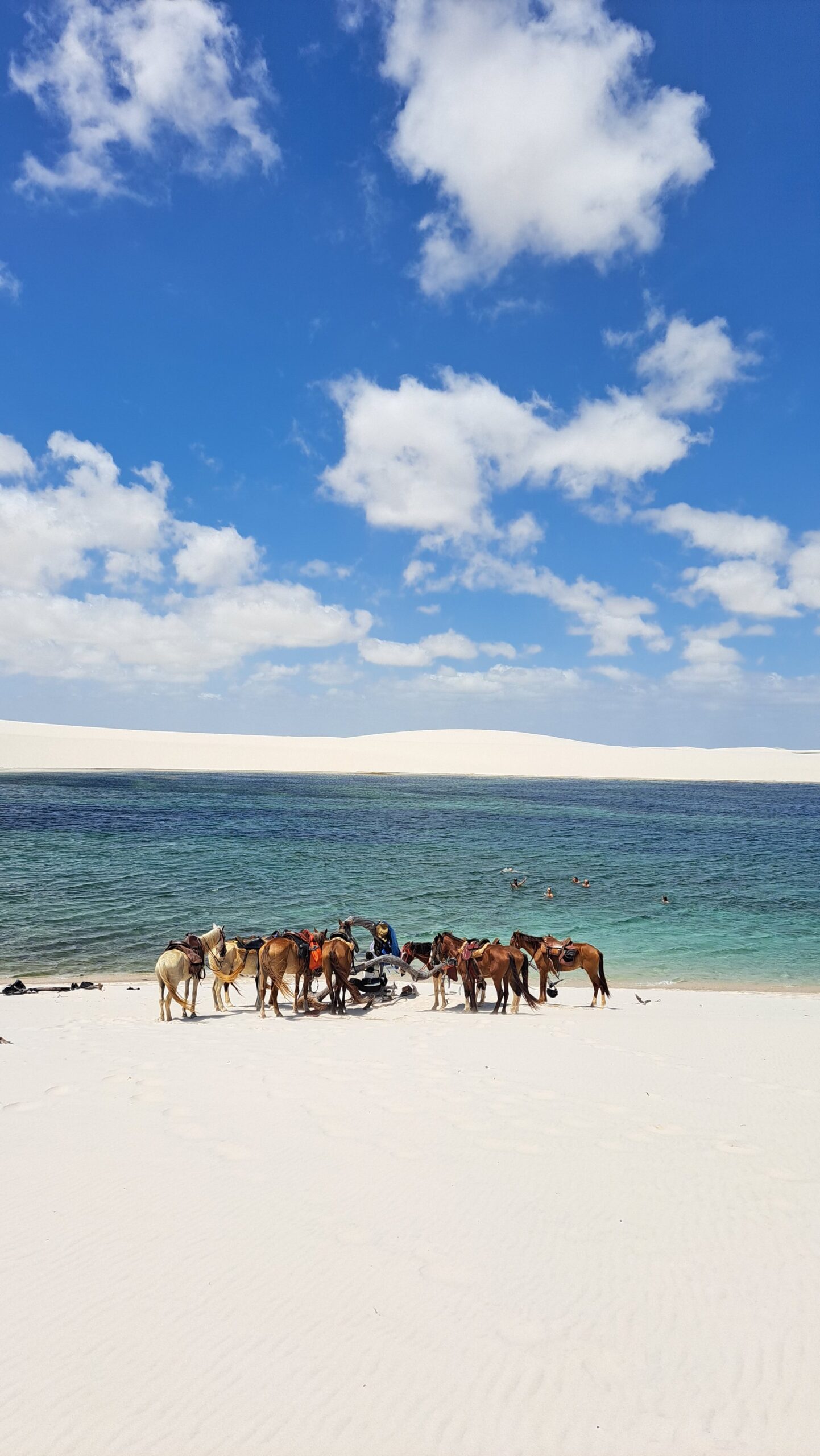 A group of saddled horses resting on brilliant white sand beside a turquoise lagoon during a horseback riding Lençóis Maranhenses tour, with sweeping white dunes and a vivid blue sky in the background