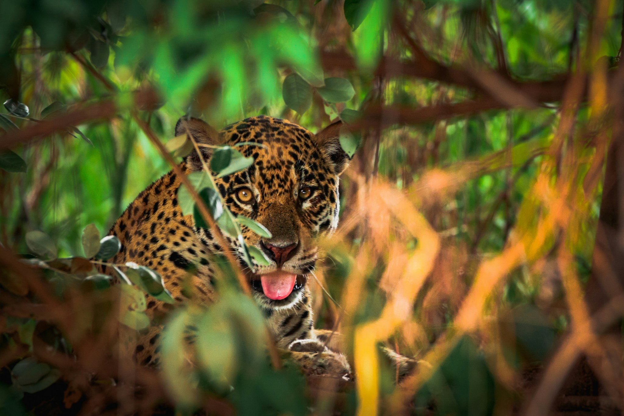 A jaguar peers through dense green foliage in the Pantanal, a prized moment of Brazil wildlife watching