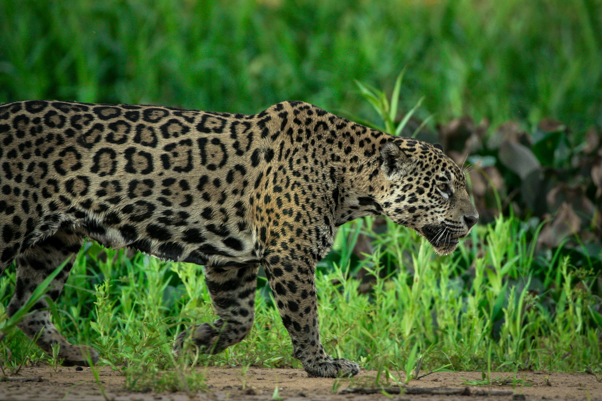 A jaguar walks along a green riverbank in the Pantanal, the headline sighting on Brazil wildlife tours