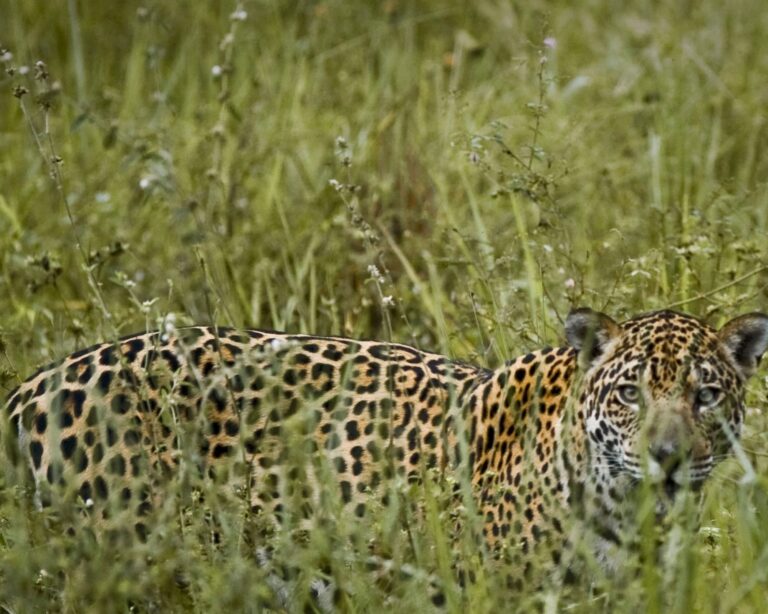 Quel est le meilleur safari au Pantanal? Quel est le meilleur safari au Pantanal?