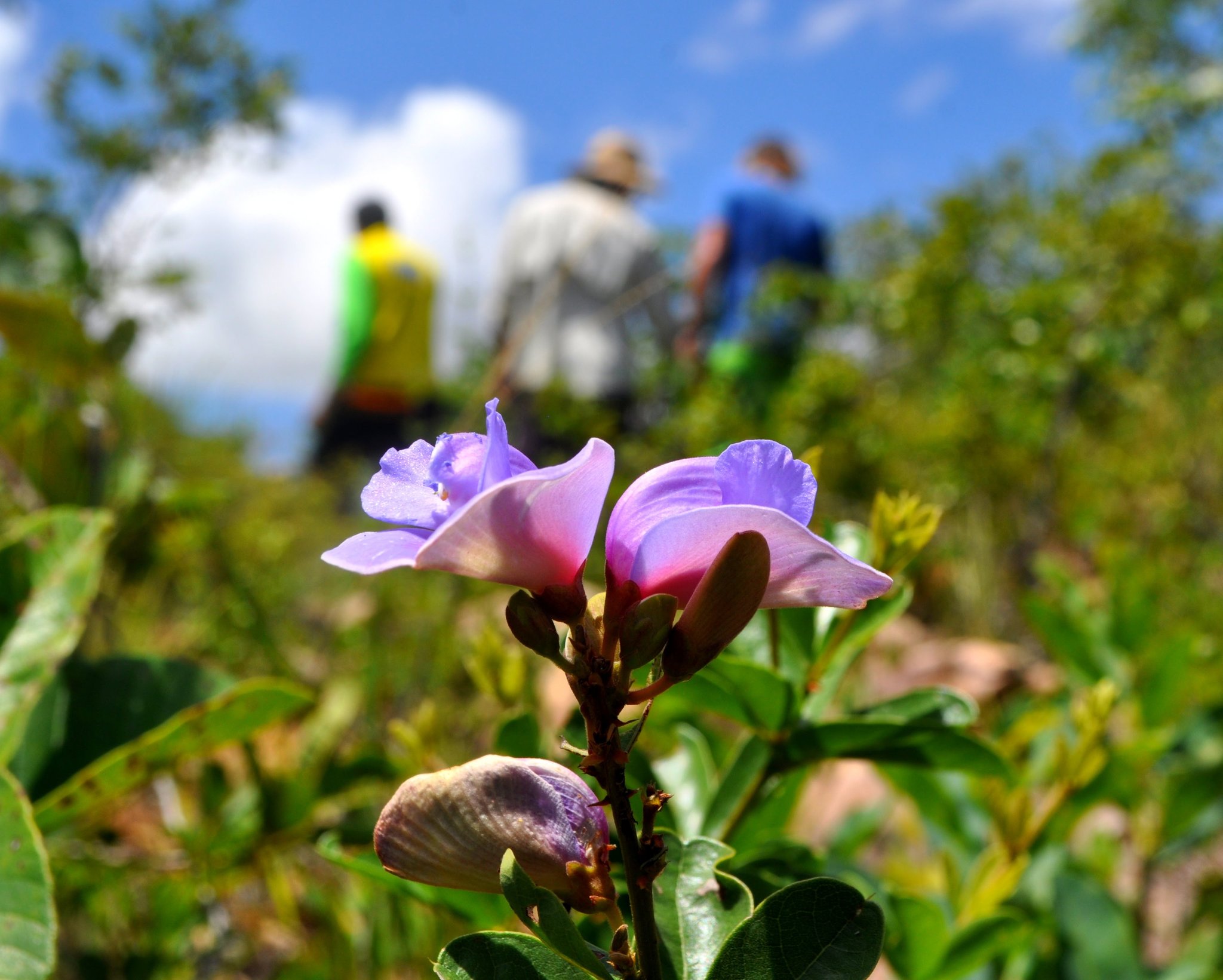 Paarse bloesems, eindeloze wildernis — de Cerrado beloont wie goed kijkt. Photo: Picasa Twee paarse wilde bloemen scherp in beeld in de Cerrado-vegetatie, met drie wandelaars wazig op de achtergrond onder een blauwe lucht tijdens een Jalapão-avontuur