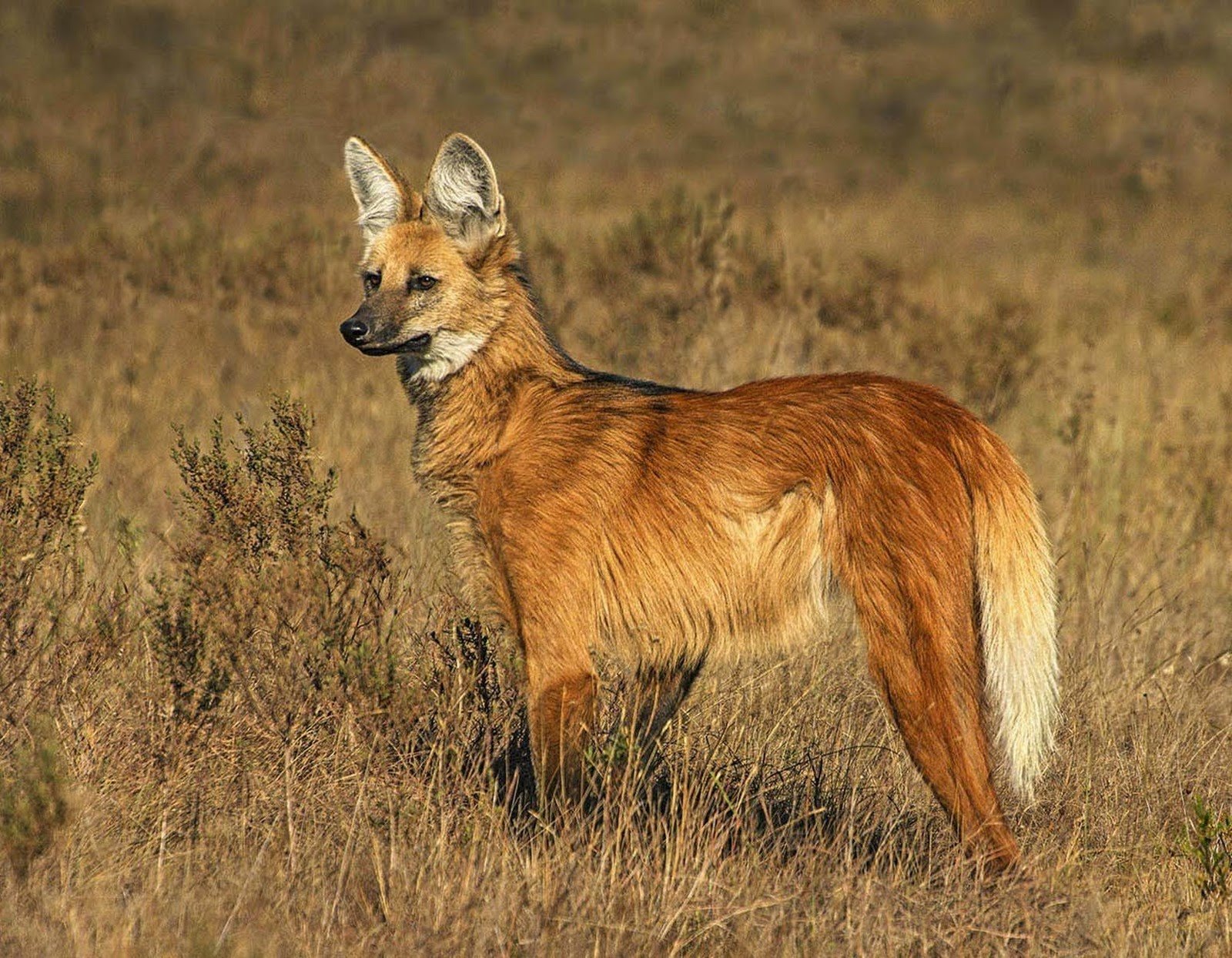 Een manenwolf staat waakzaam in droog gouden savannegrasgrasland, zijn roestbruine vacht en grote oren duidelijk zichtbaar