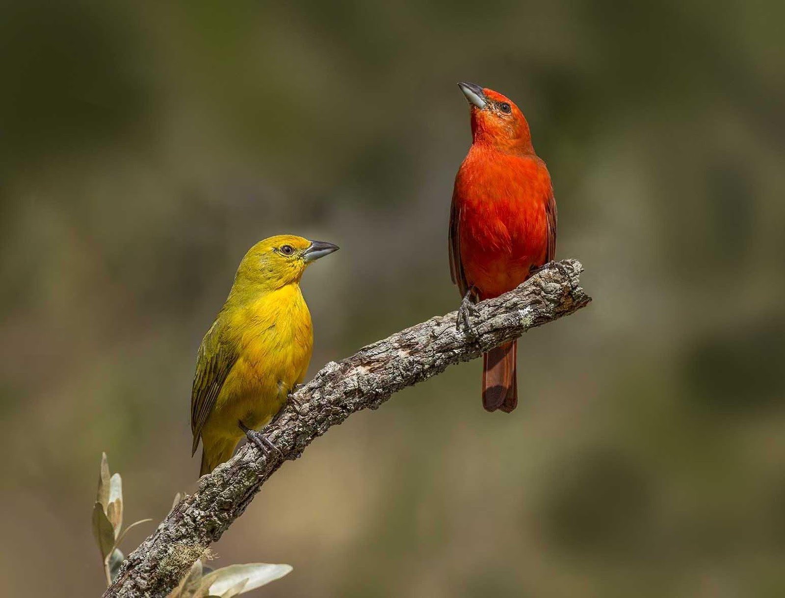 Rood en goud op één tak — de natuur toont haar palet zonder omhaal. Een felrode en een goudgele zangvogel zitten zij aan zij op een kale tak in het Cerrado