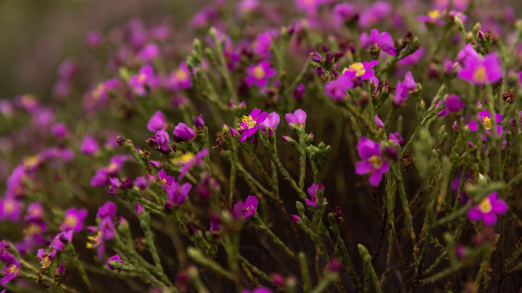 Felroze bloesem als ver het oog reikt — het Cerrado in volle kleur. Photo: Alexandre Socci Dichte clusters van kleine magenta wilde bloemen met gele meeldraden bloeien op slanke groene stengels in het Cerrado tijdens een Jalapão-avontuur