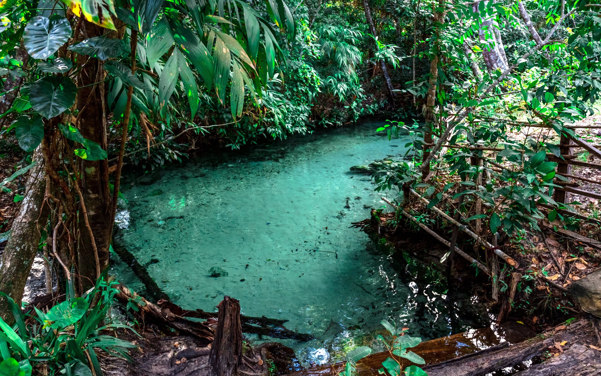 A turquoise fervedouro spring pool surrounded by dense tropical forest in Jalapão tours' signature landscape, with crystal-clear water bubbling up through the sandy floor