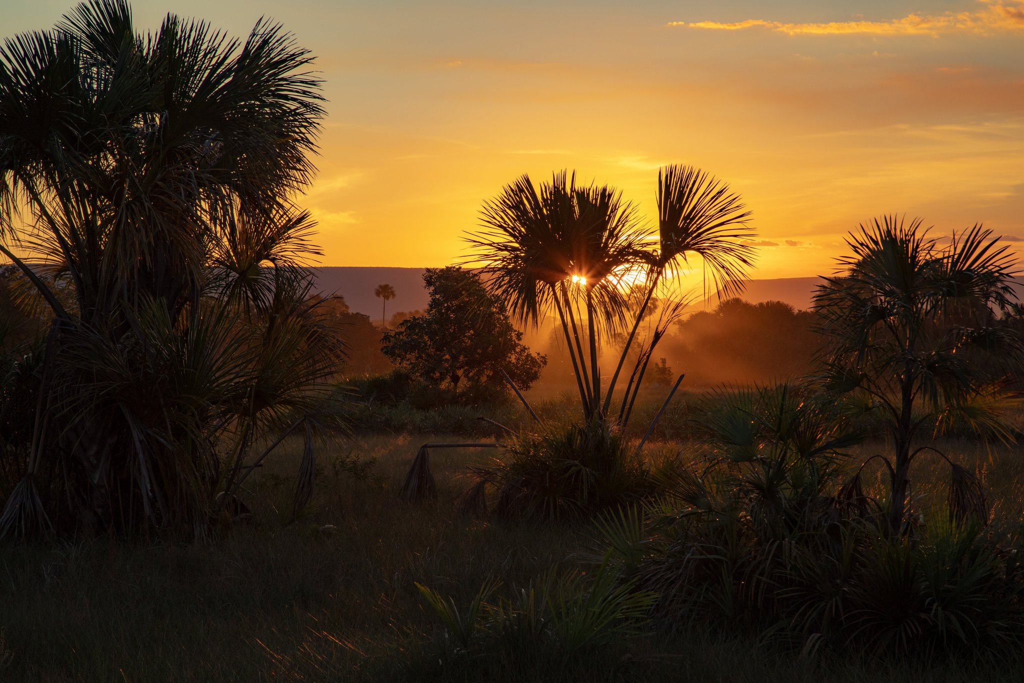 Golden sunset bursting through silhouetted Cerrado palm trees across the wild savanna landscape of Jalapão tours in Brazil