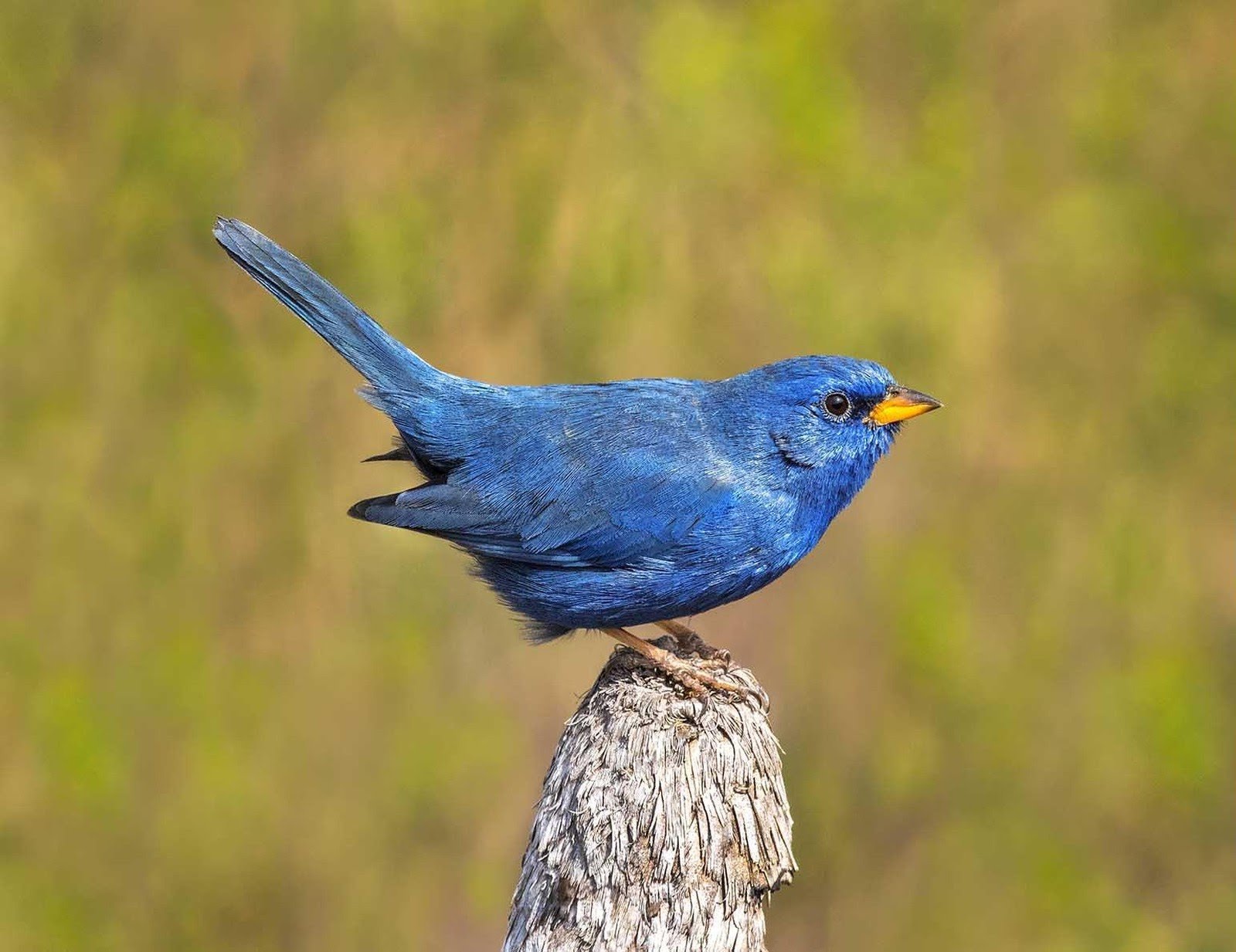 Electric blue against the golden-green cerrado — one small bird, unforgettable plumage. A vivid cobalt-blue songbird with an orange beak perched on a weathered wooden stump against a soft green cerrado backdrop, spotted during Jalapão trekking