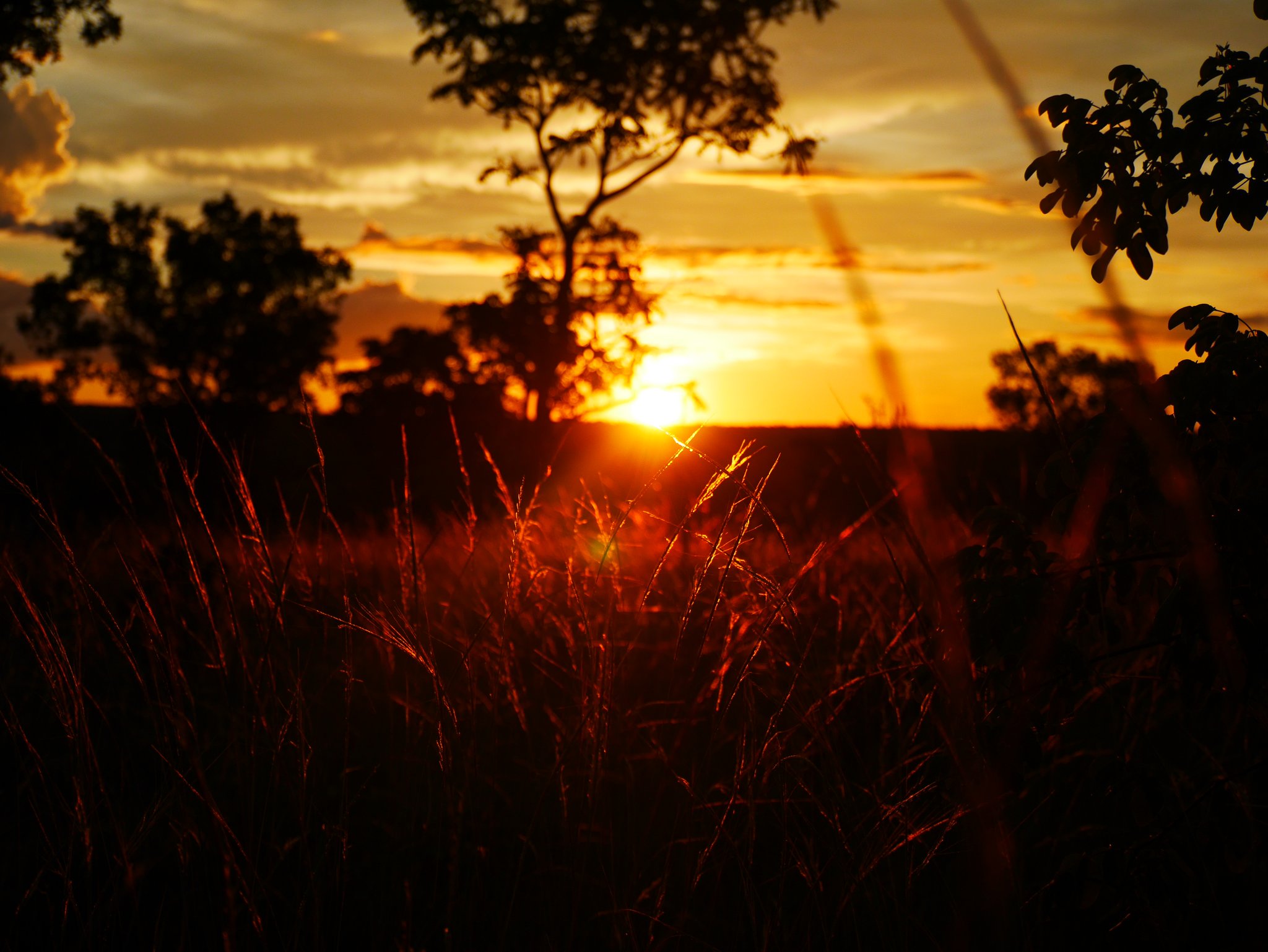 Scorched gold — the cerrado sky burns out in silence. Silhouetted cerrado trees and wild grass stems backlit by a blazing orange sunset during a Jalapão trekking day