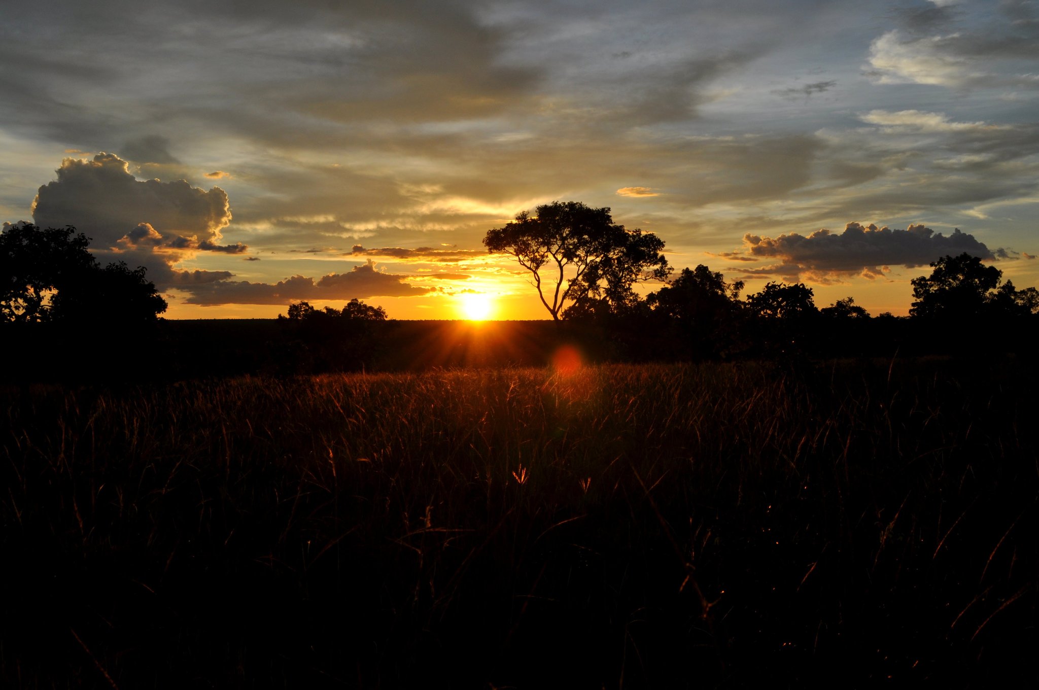 Last light over the cerrado — the savanna burns amber before dark. Photo: Picasa Golden sunset burning behind silhouetted cerrado trees over tall dry grassland on a Jalapão trekking route