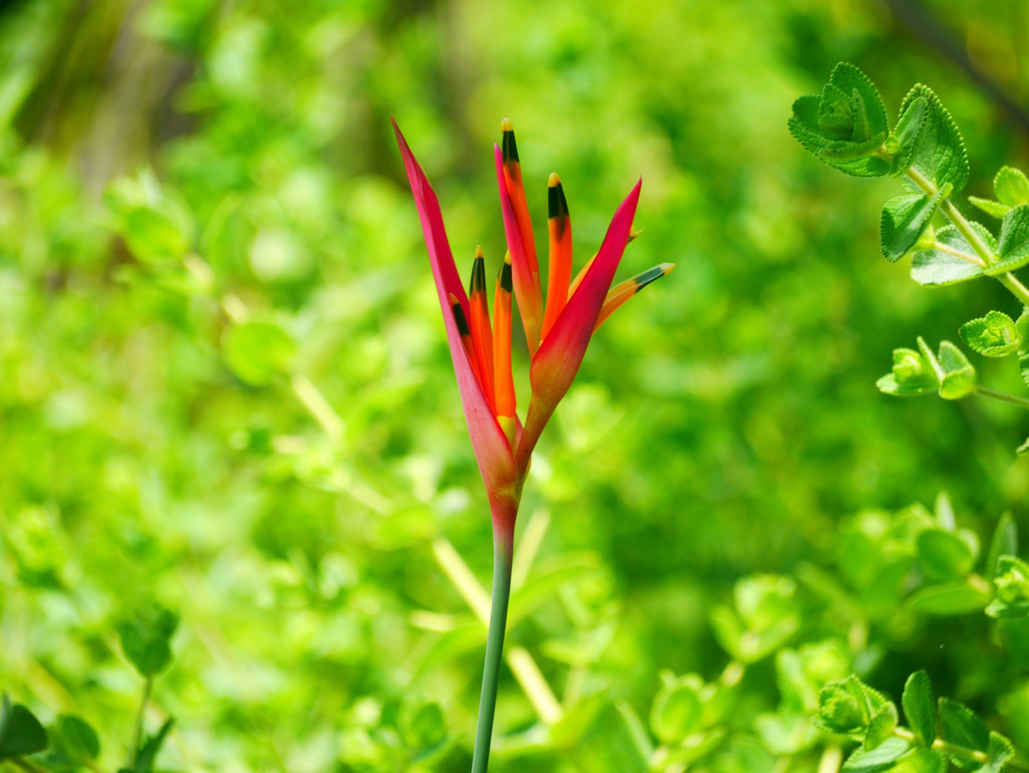 Flame-tipped and fearless — cerrado wildflowers steal the trail. Photo: Picasa A slender cerrado wildflower with vivid red and orange petals tipped in black rises above bright green shrubs on a Jalapão trekking trail