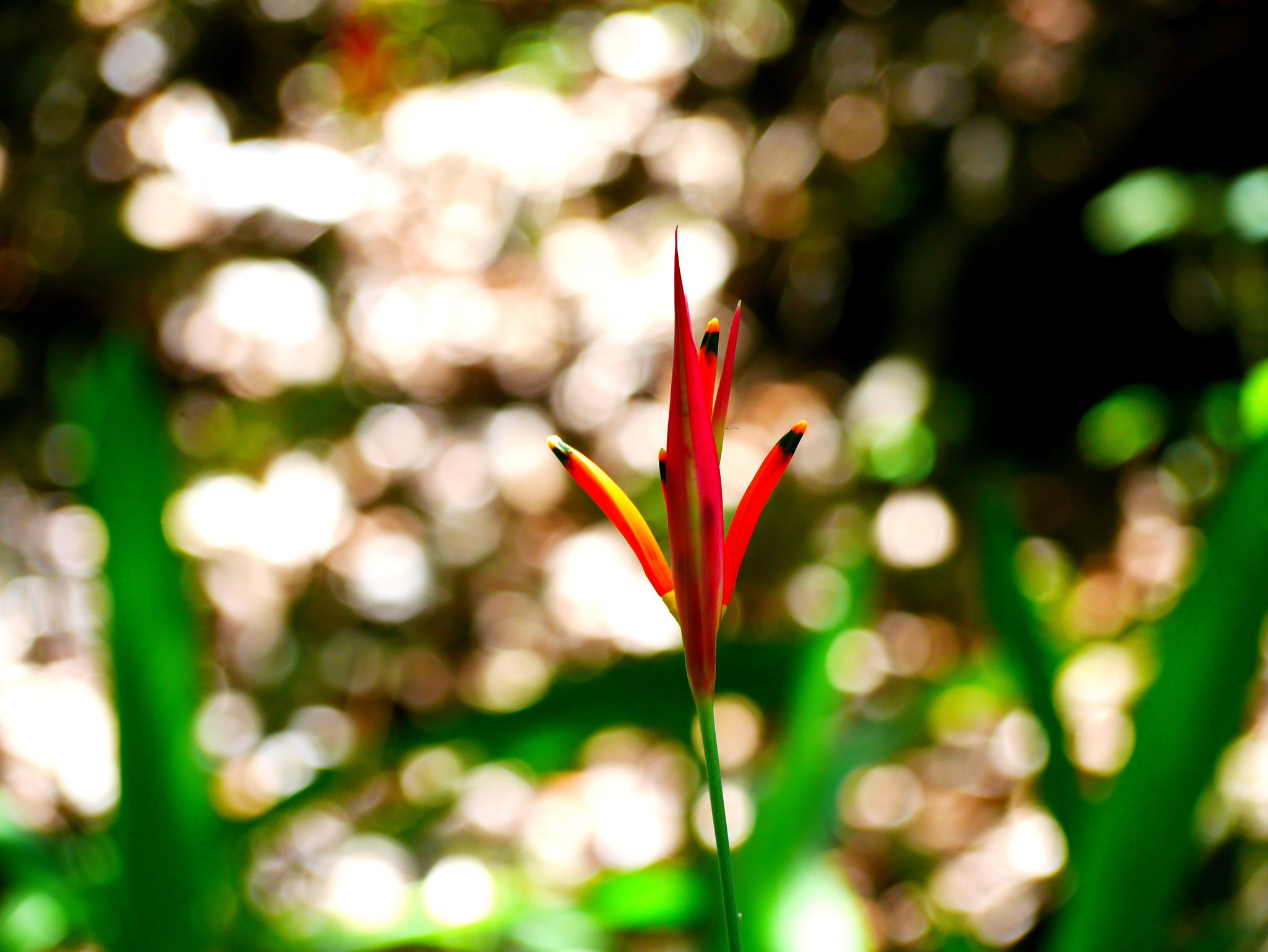 Vivid fire-red against a blur of green — cerrado flora up close. Photo: Picasa A slender red and yellow heliconia flower bud with dark-tipped petals rises against a soft bokeh background of green cerrado vegetation, encountered on a Jalapão trekking trail